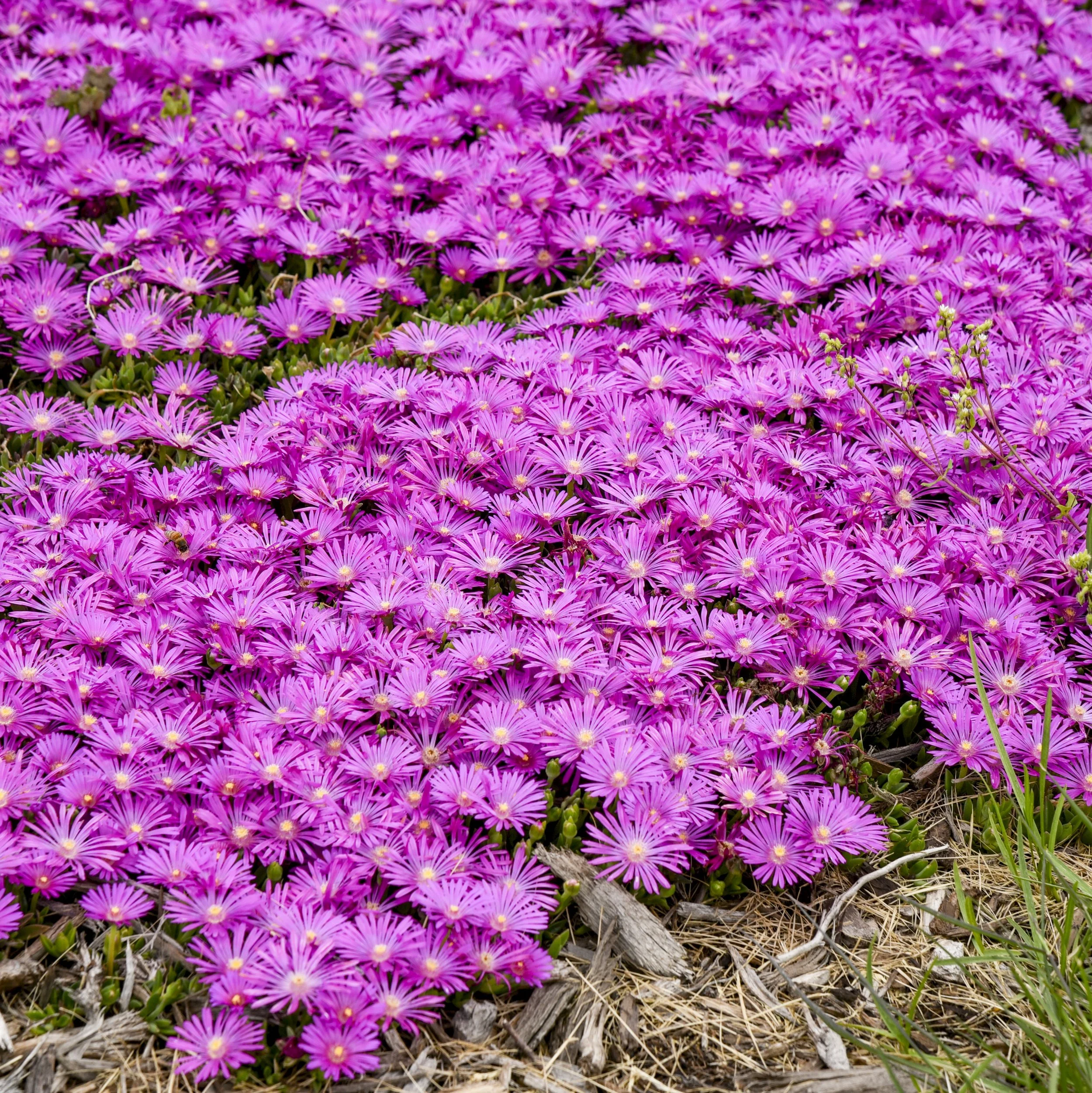 Delosperma 'Orchid Flash' PPAF 00000000000000000003 high res.jpg
