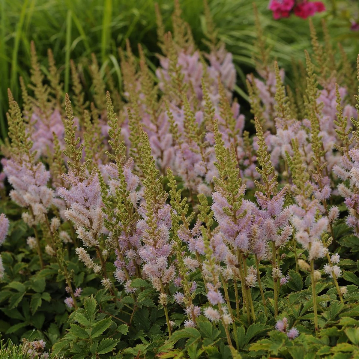 Astilbe chinensis 'Pumila' 0001 high res.jpg