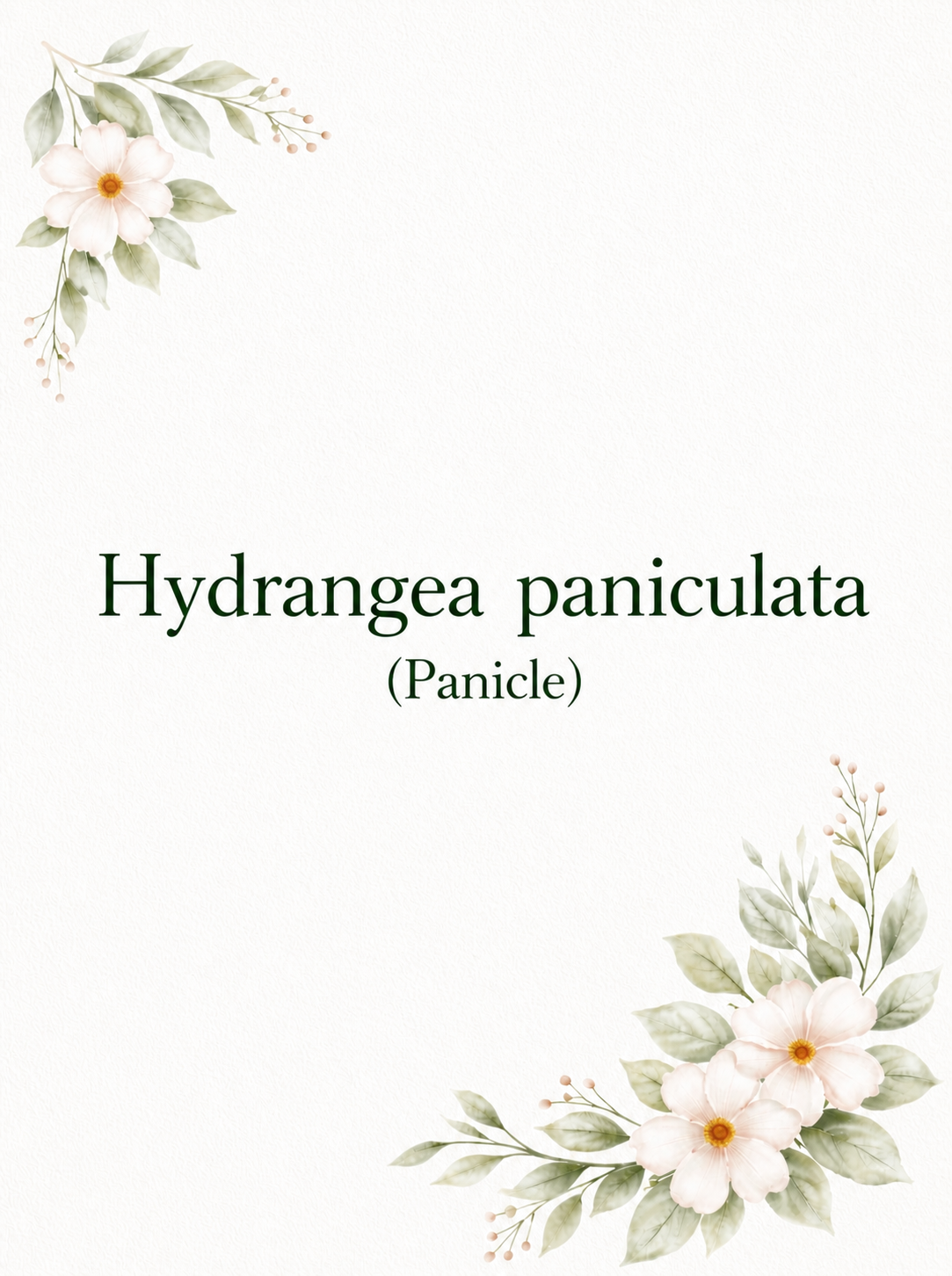 Panicle Hydrangeas (paniculata)