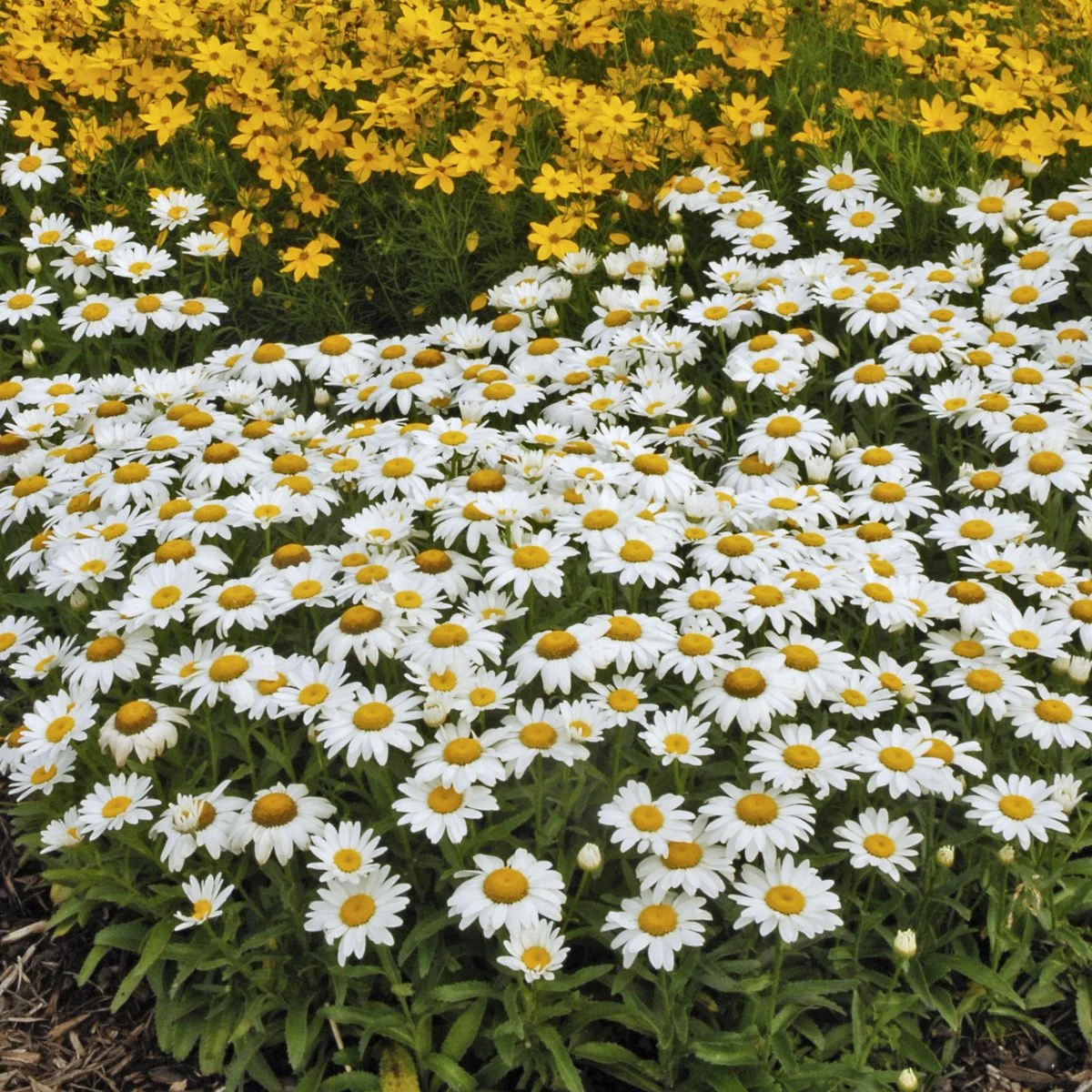 Leucanthemum superbum 'Snowcap' 0003 high res.jpg