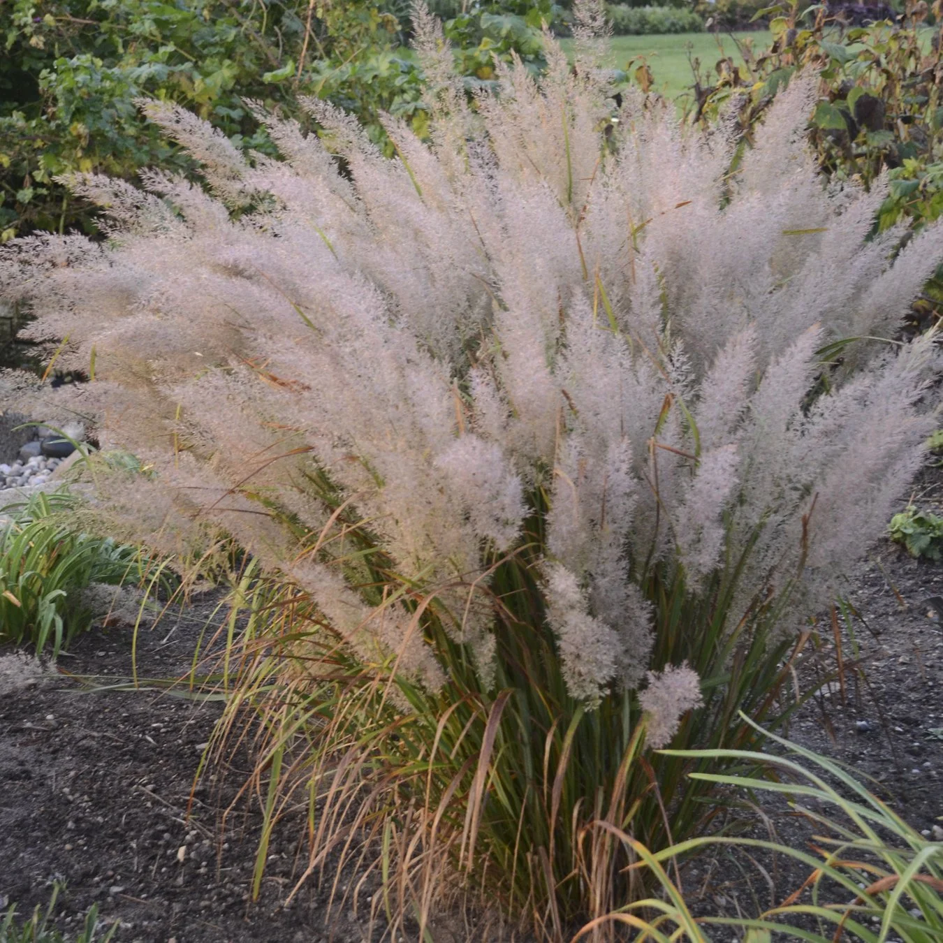 Calamagrostis brachytricha (Korean Feather Reed Grass)