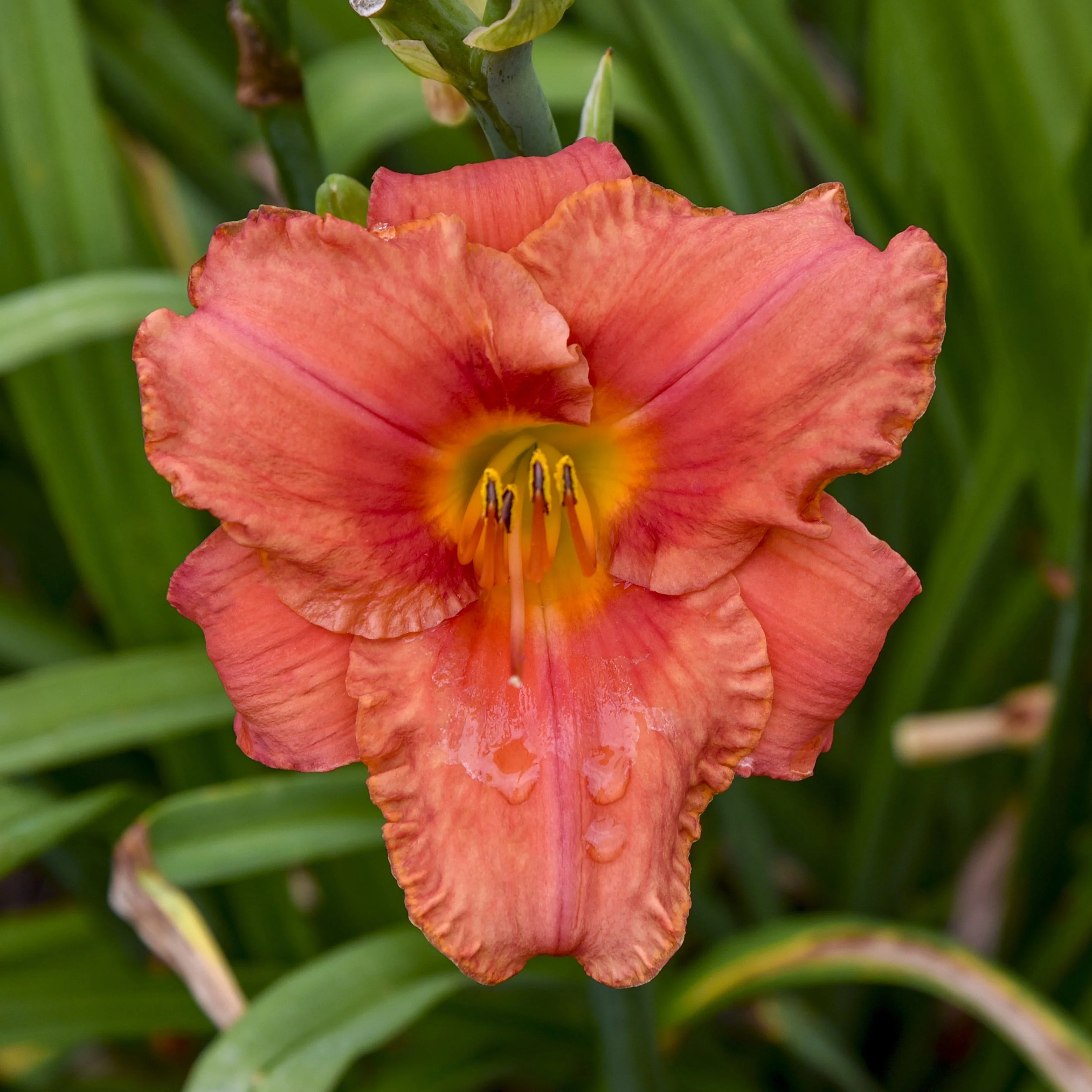 Hemerocallis 'South Seas'