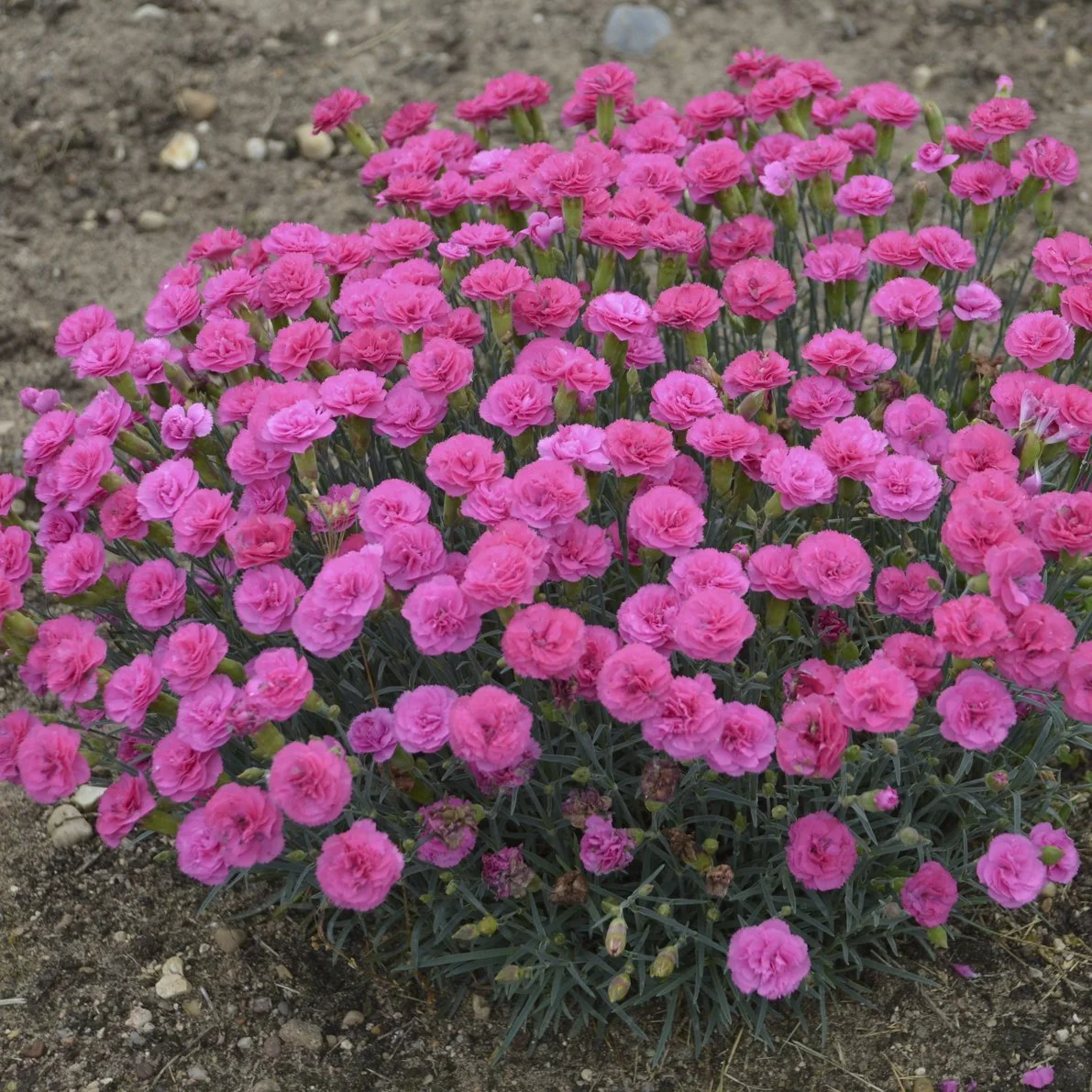 Dianthus 'Double Bubble' PP29972 0001 high res.jpg