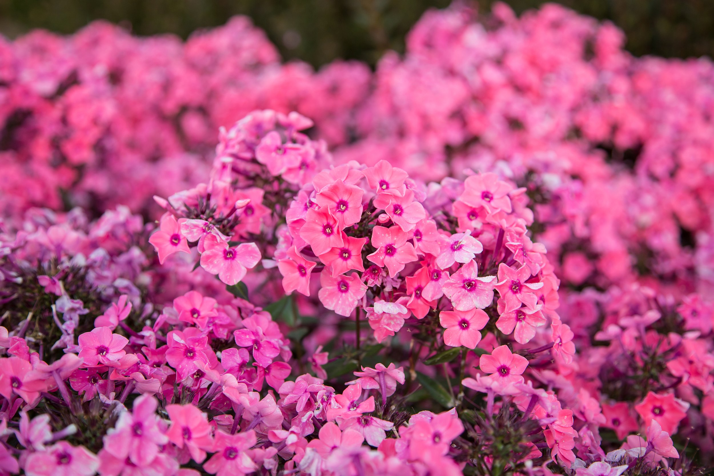 PhloxCoralCremeDrop-14-6357.jpg