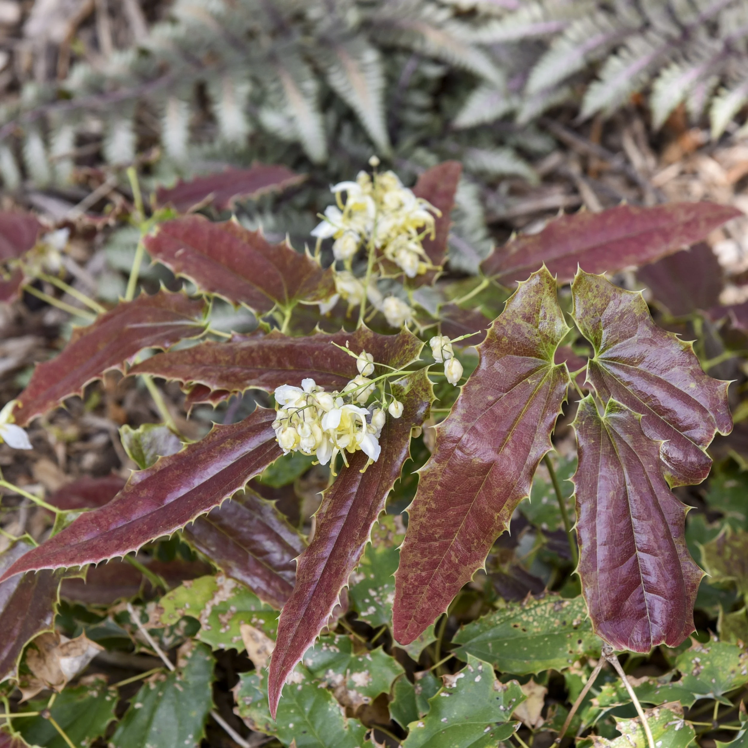 Epimedium wushanense 'Sandy Claws' 0002 high res.jpg