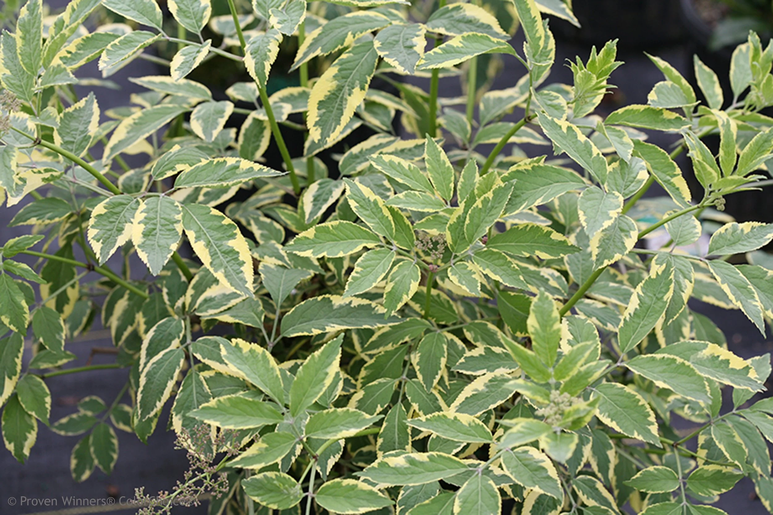 instant_karma_elderberry_variegated.jpg