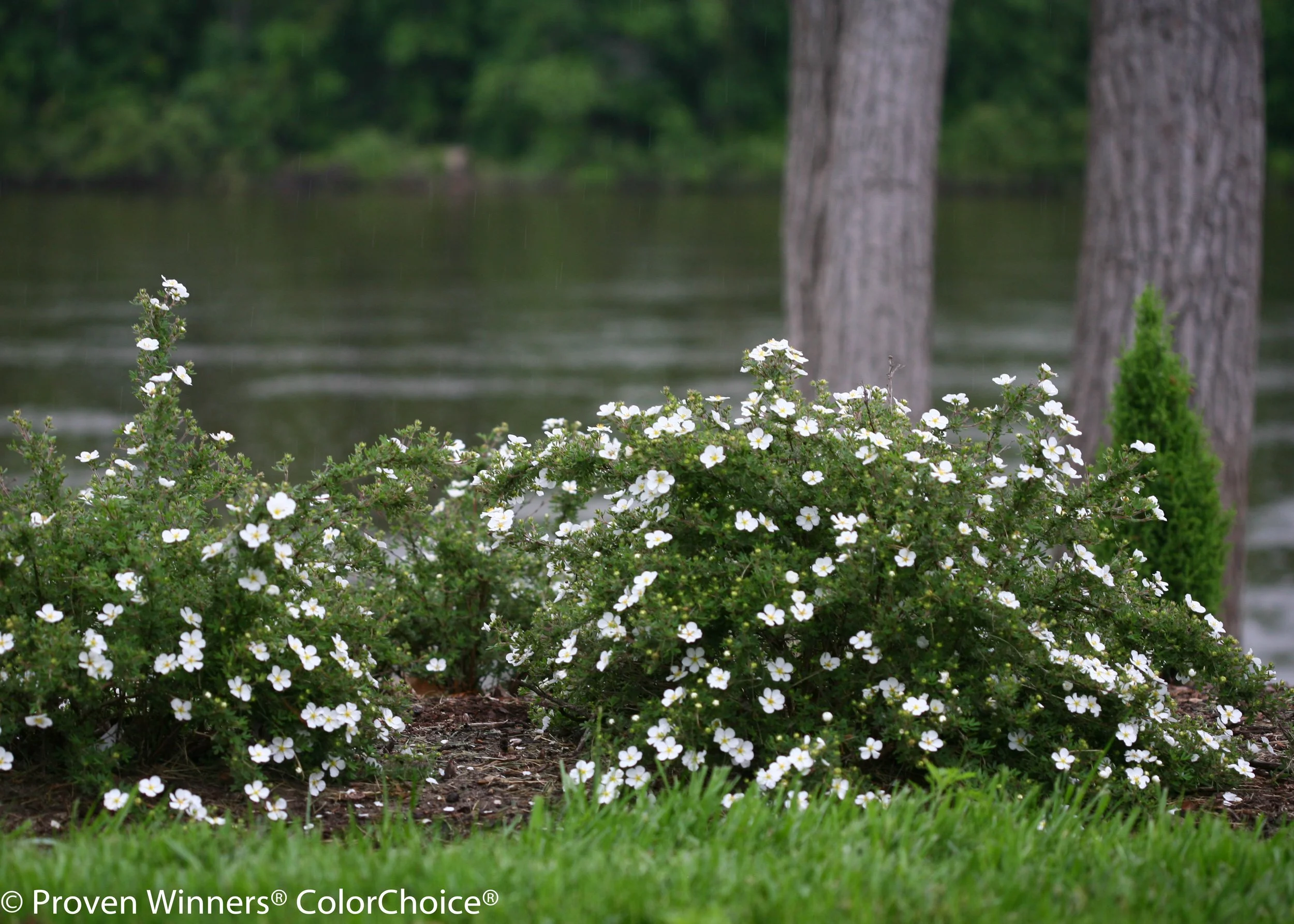 happy_face_white_potentilla-0710.jpg