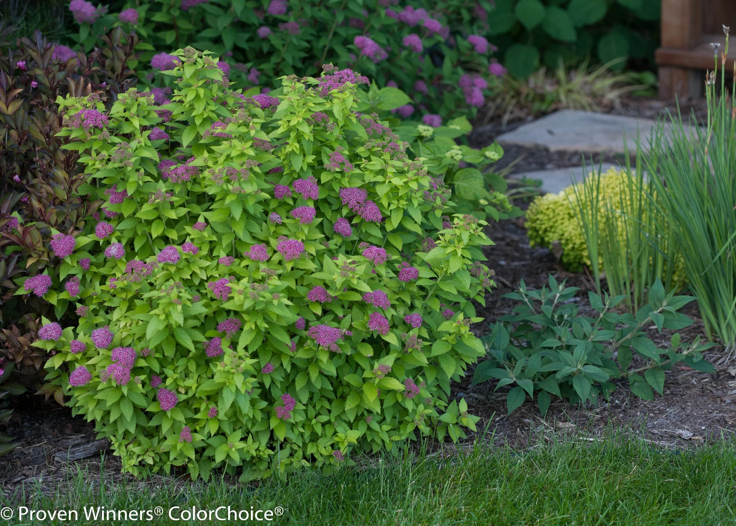 double_play_big_gold_spirea-7178.jpg