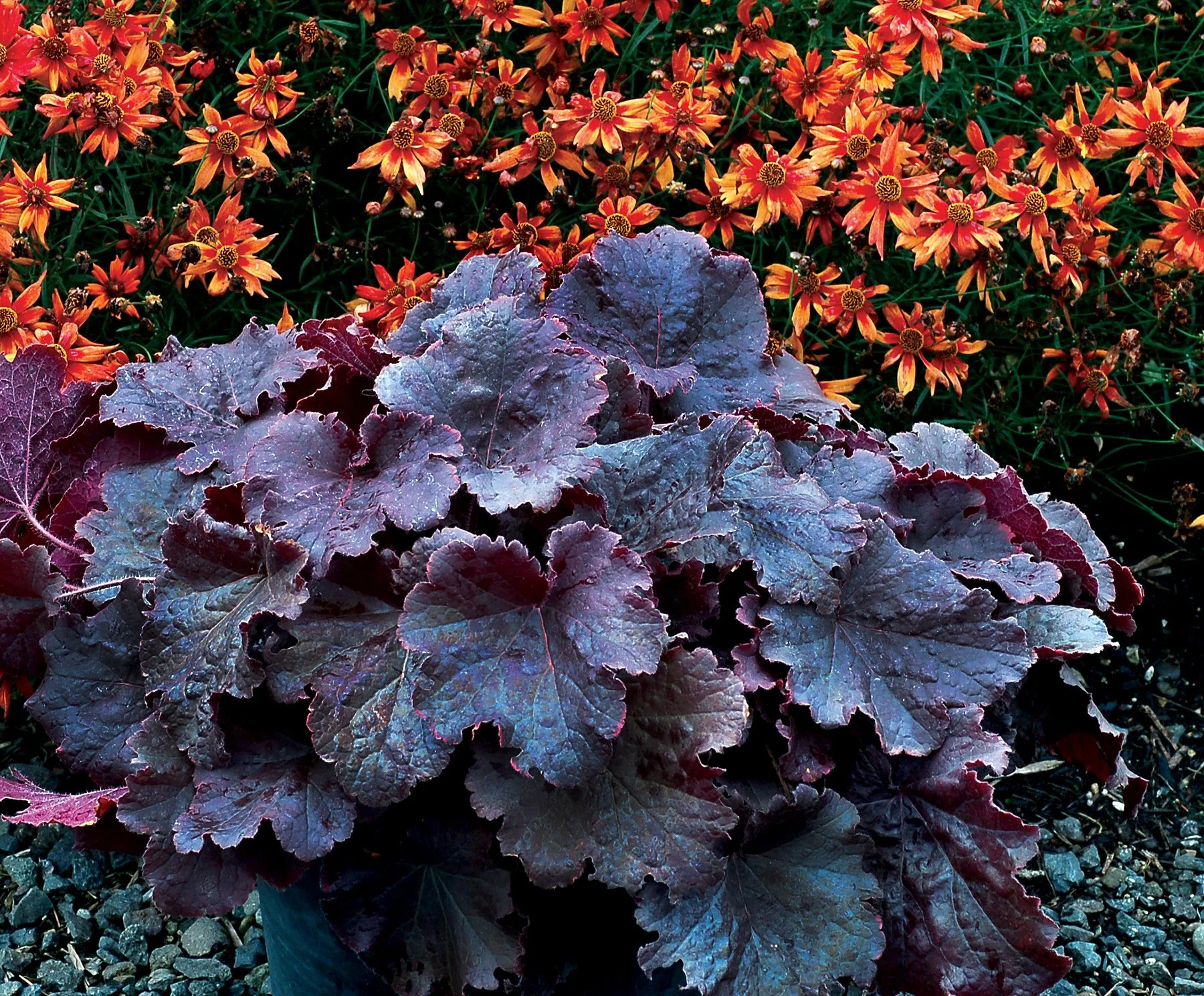 Heuchera-Northern-Exposure-Black-1.jpg
