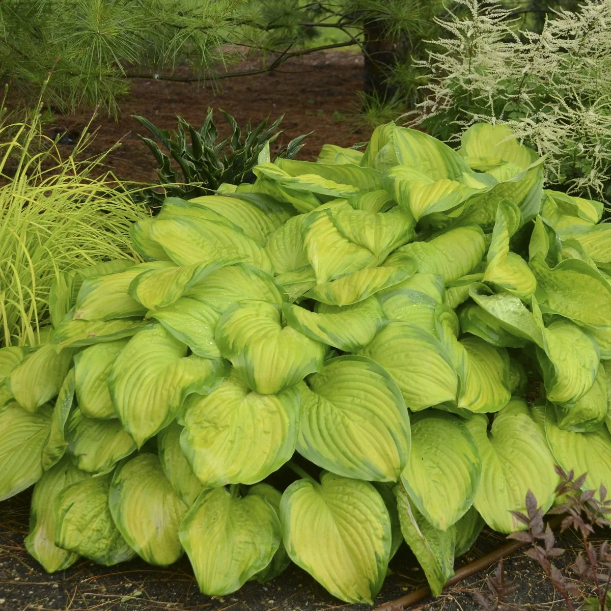 Hosta 'Stained Glass' 0001 high res.jpg