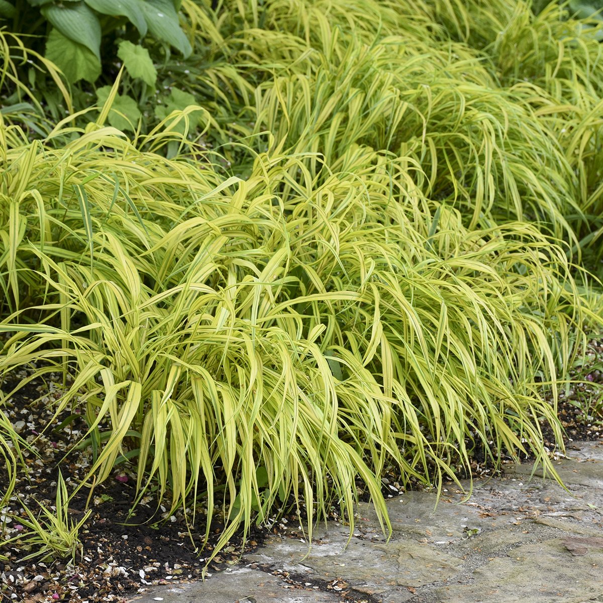Hakonechloa macra 'Aureola' 0001 high res.jpg