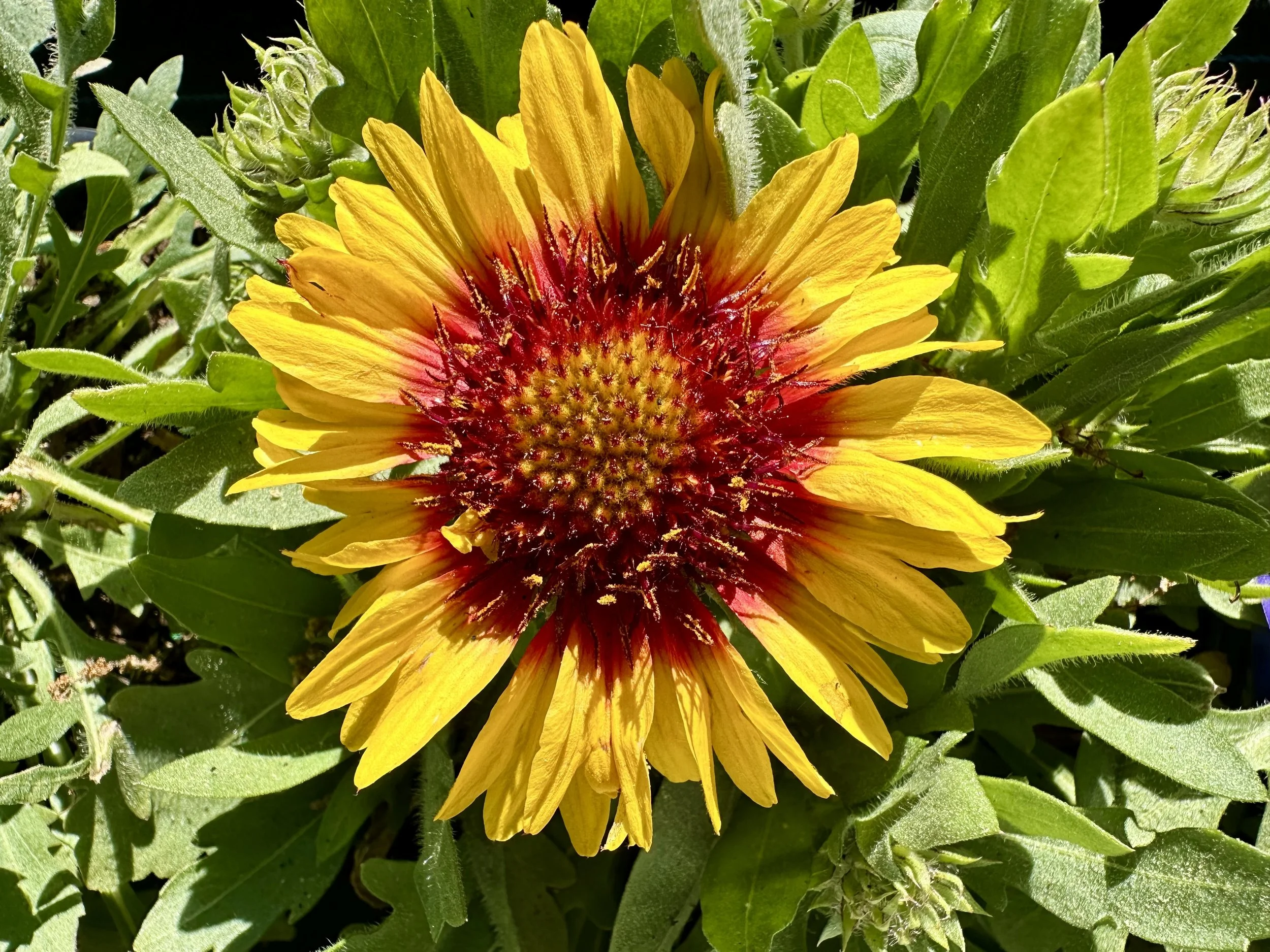Gaillardia aristata 'Red Starburst'