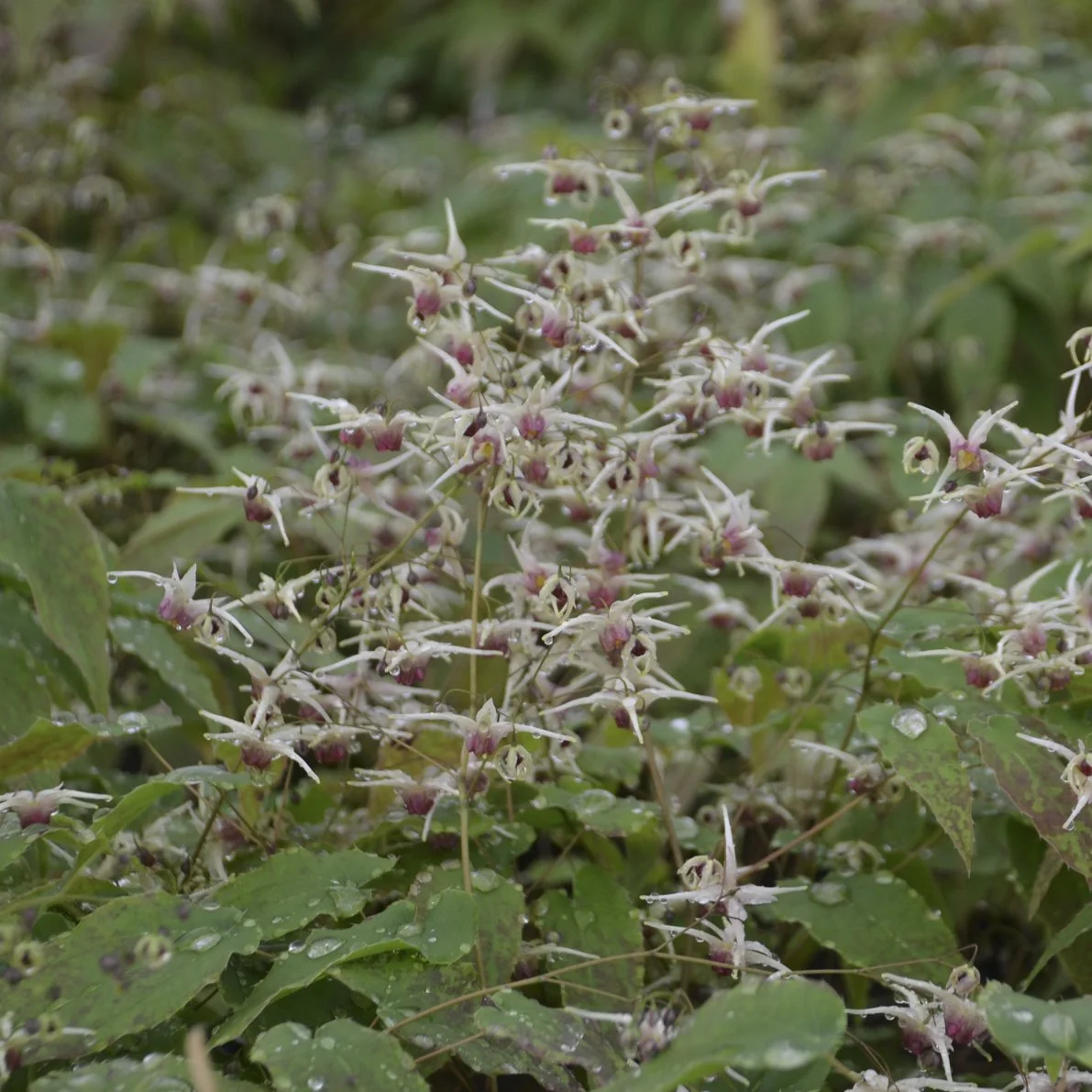 Epimedium 'Domino'