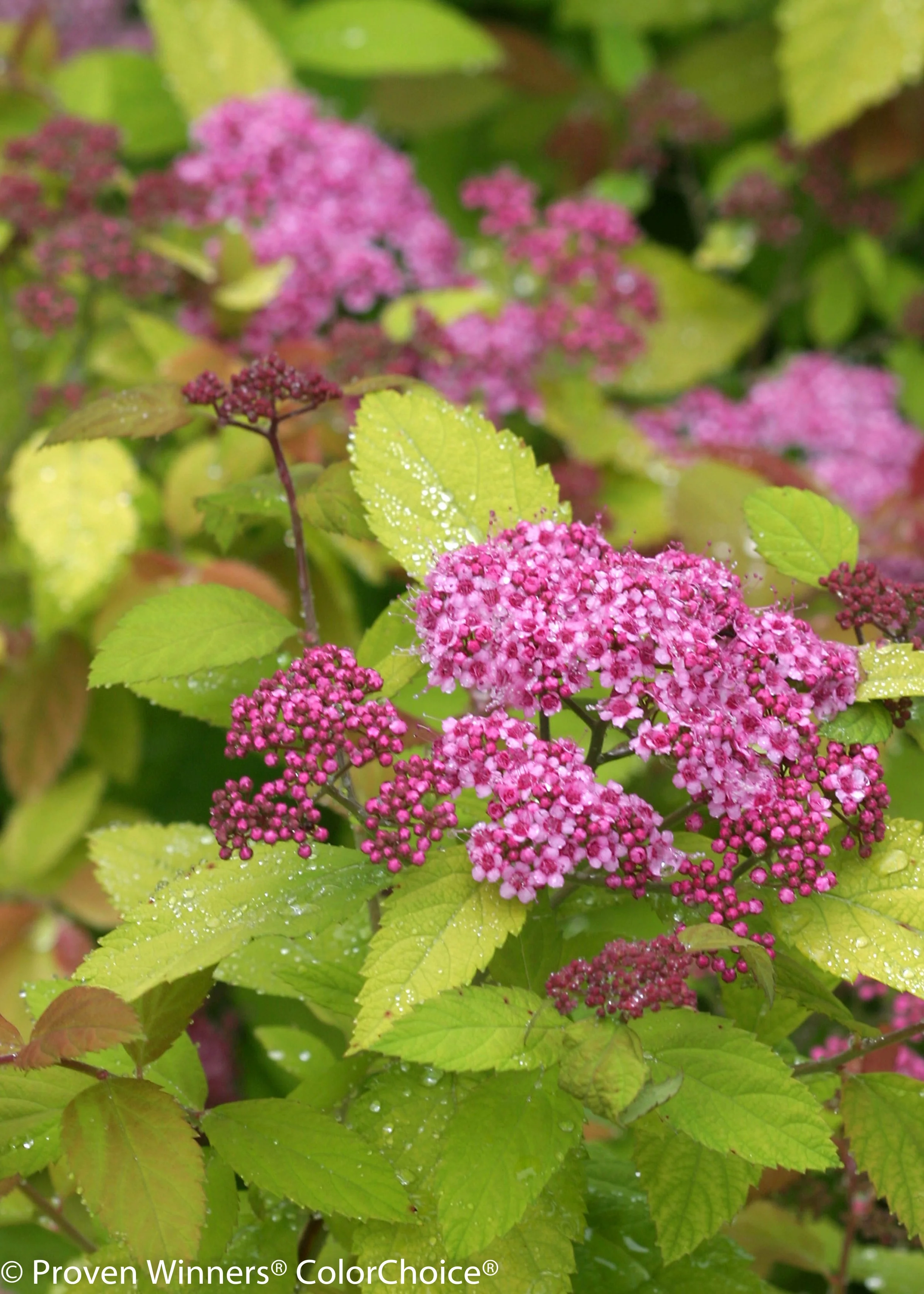 double_play_big_bang_spirea-2319.jpg