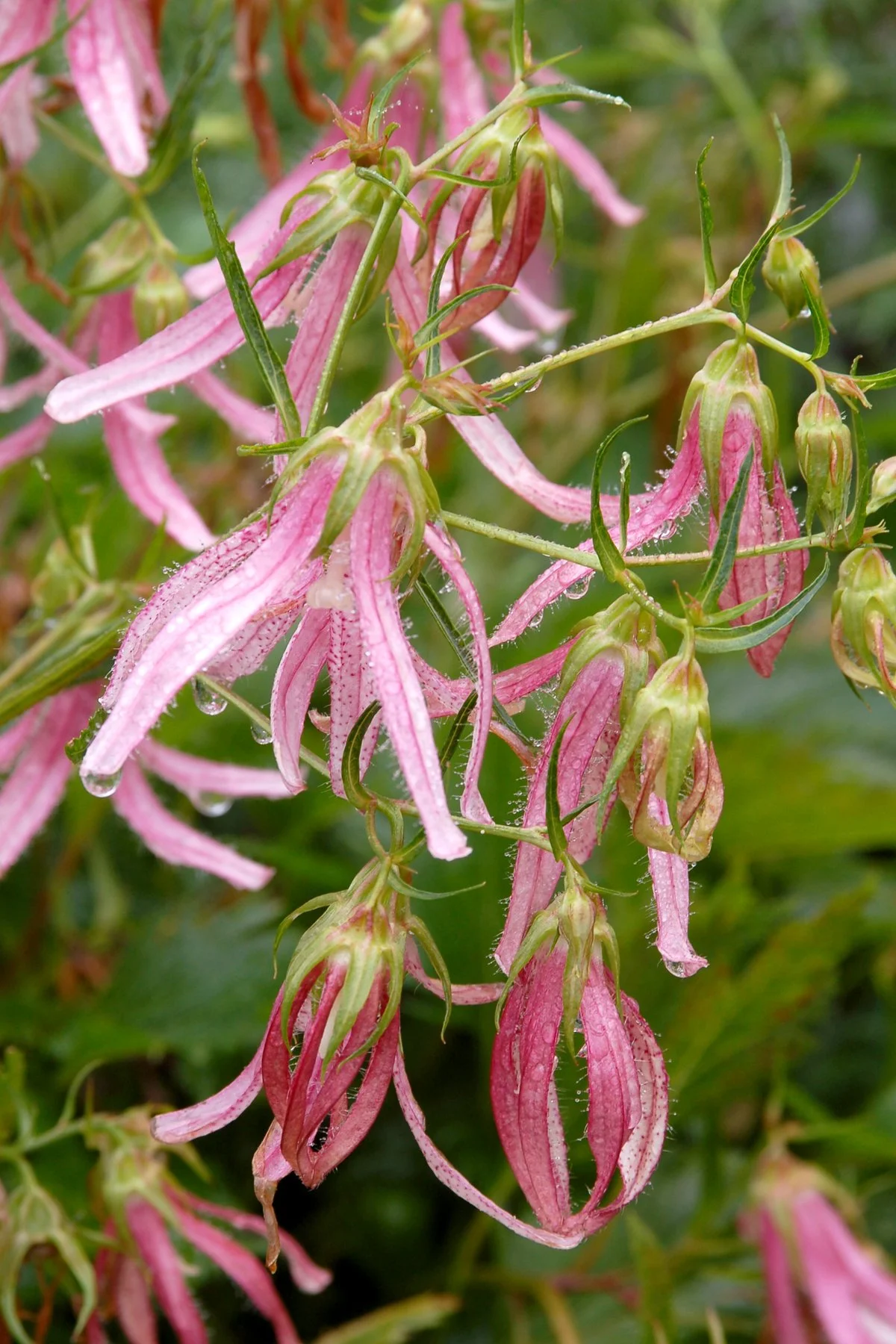 Campanula punctata 'Pink Octopus'