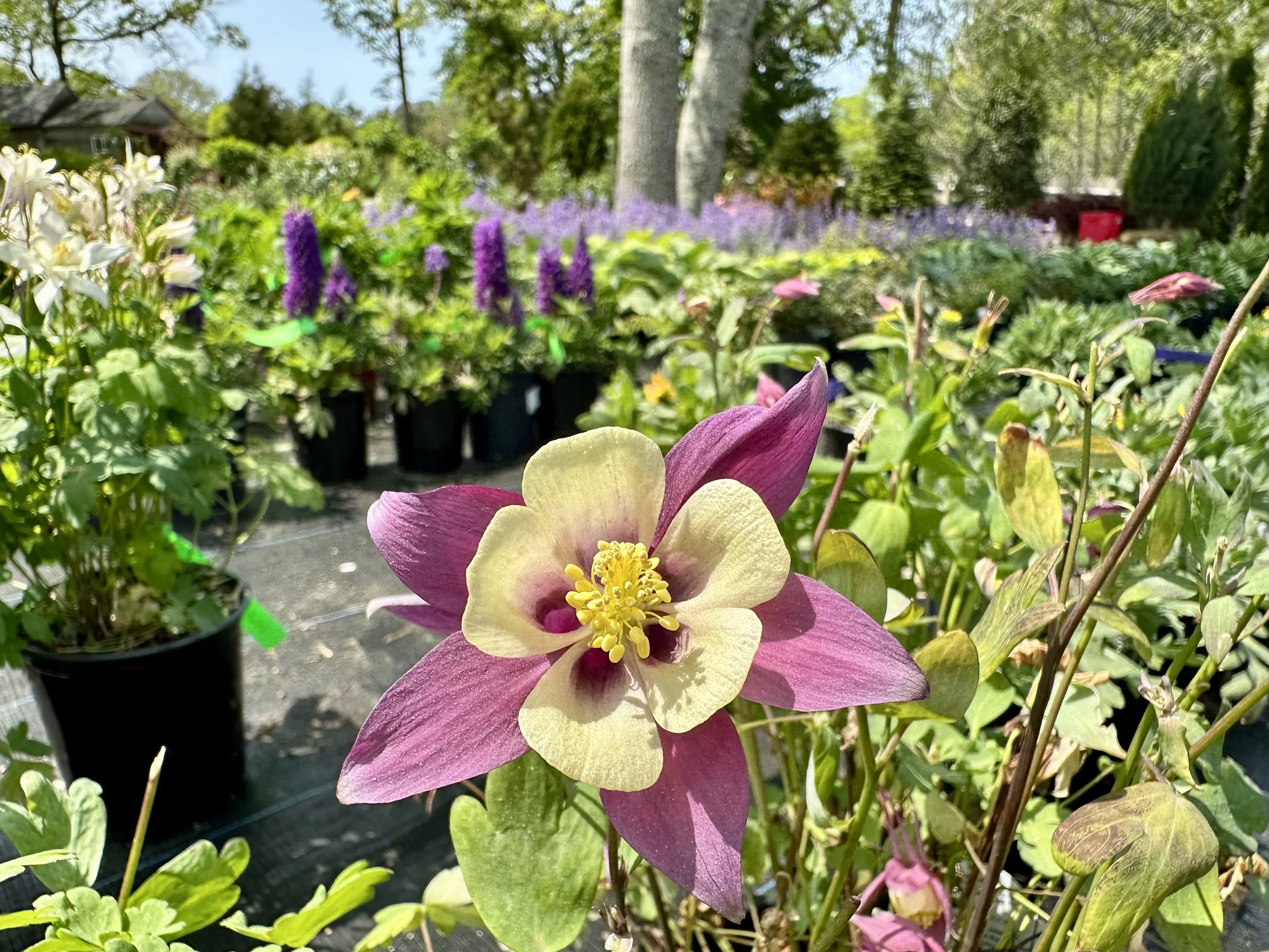 Aquilegia x 'Purple & Yellow'