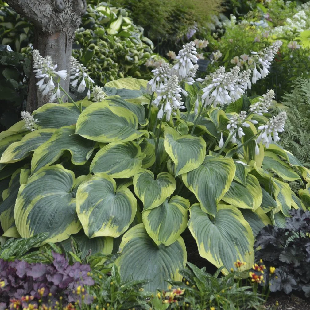 Hosta x 'Earth Angel'