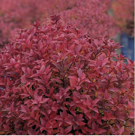 Spiraea-Rainbow-Fizz-foliage-04.png