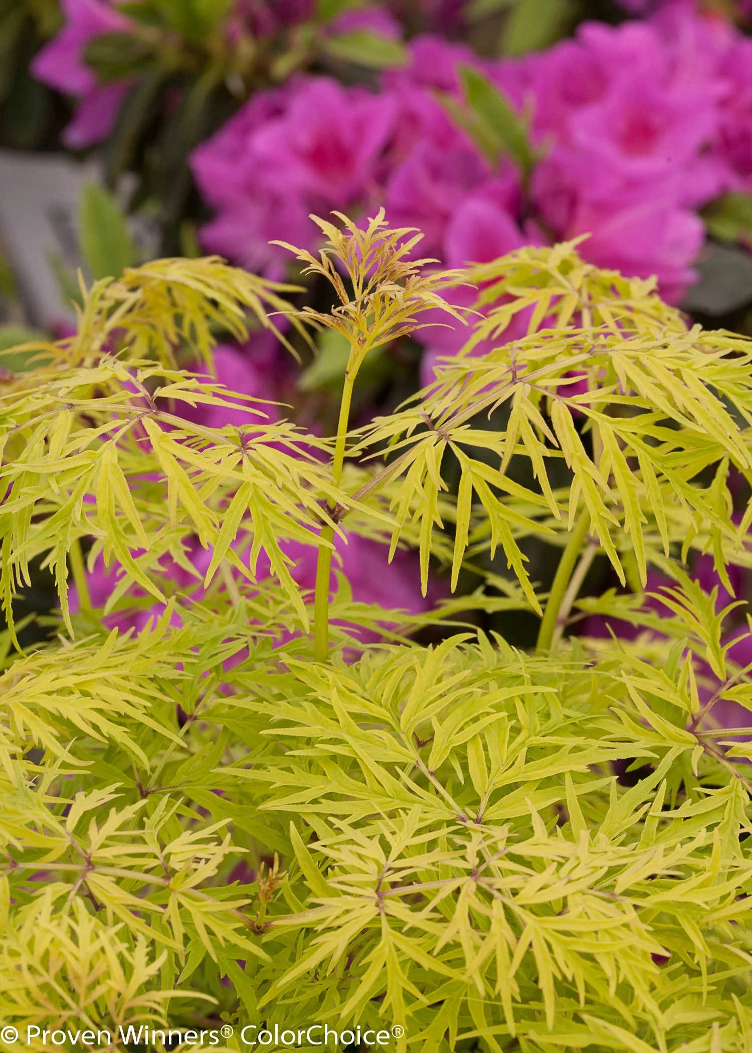lemony_lace_sambucus-5.jpg
