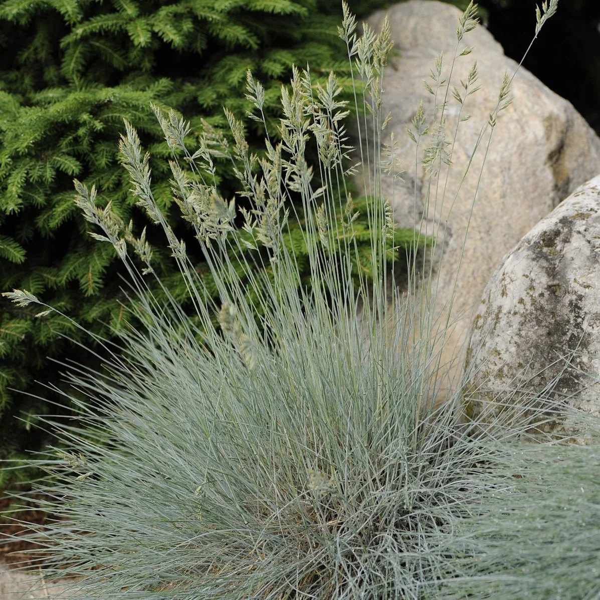 Festuca glauca 'Elijah Blue' 0000 high res.jpg