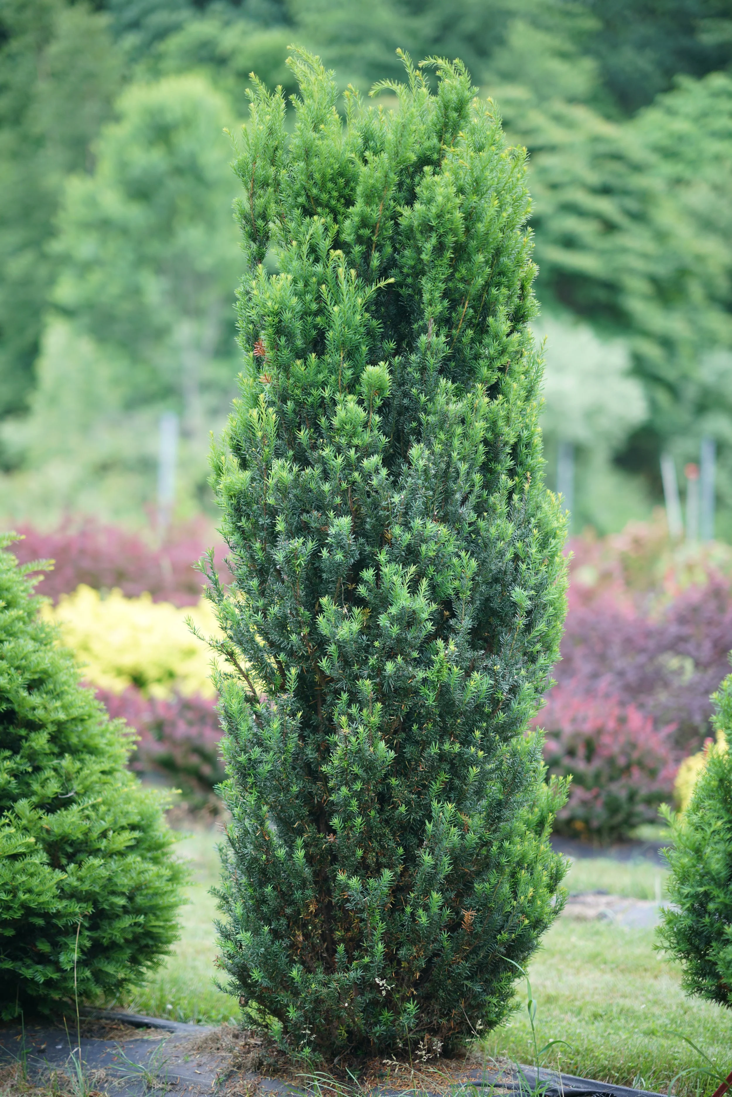 Taxus x media Stonehenge®