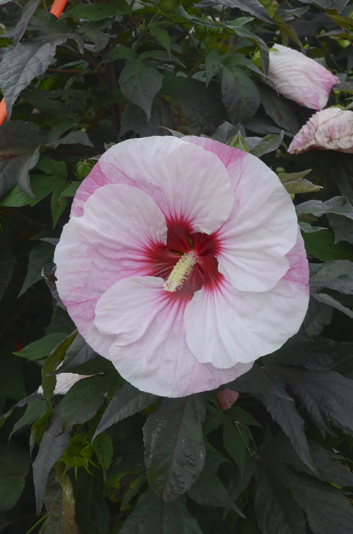 Hibiscus x 'Perfect Storm'