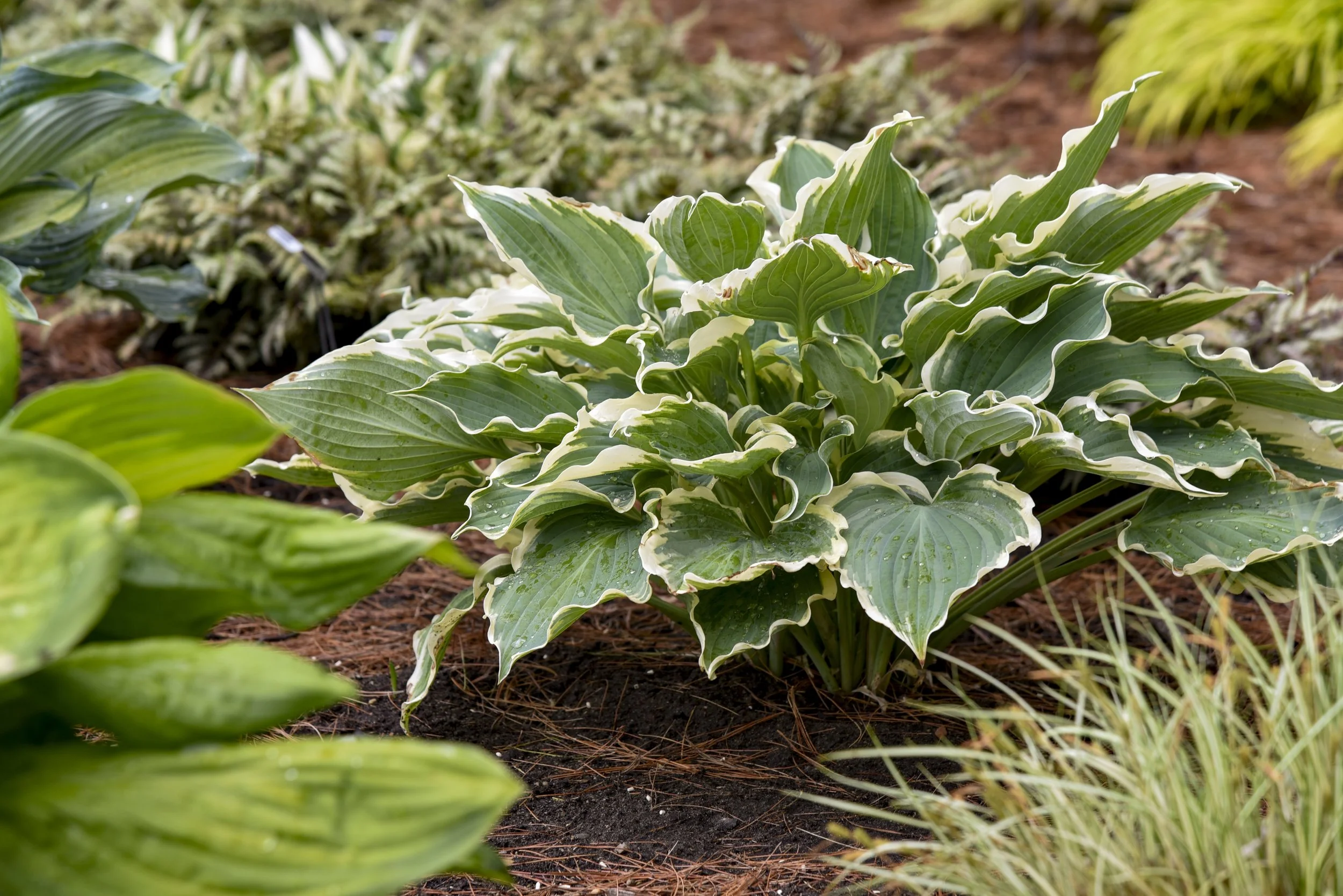 Hosta x 'Hope Springs Eternal'