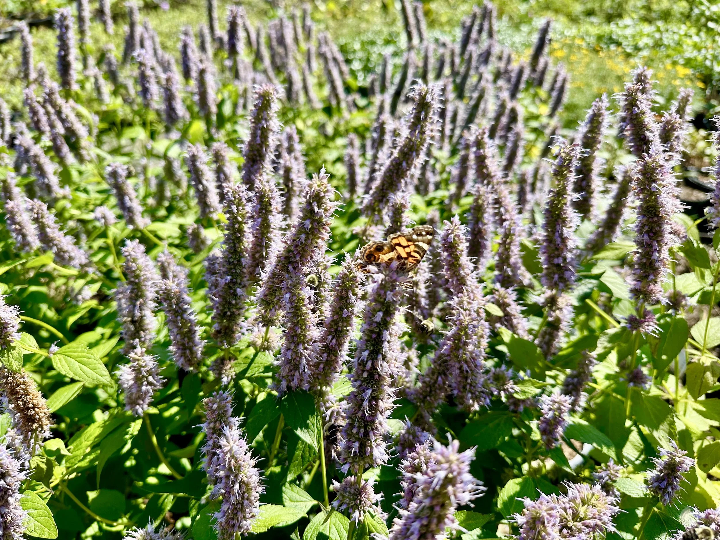 Agastache x 'Blue Fortune'