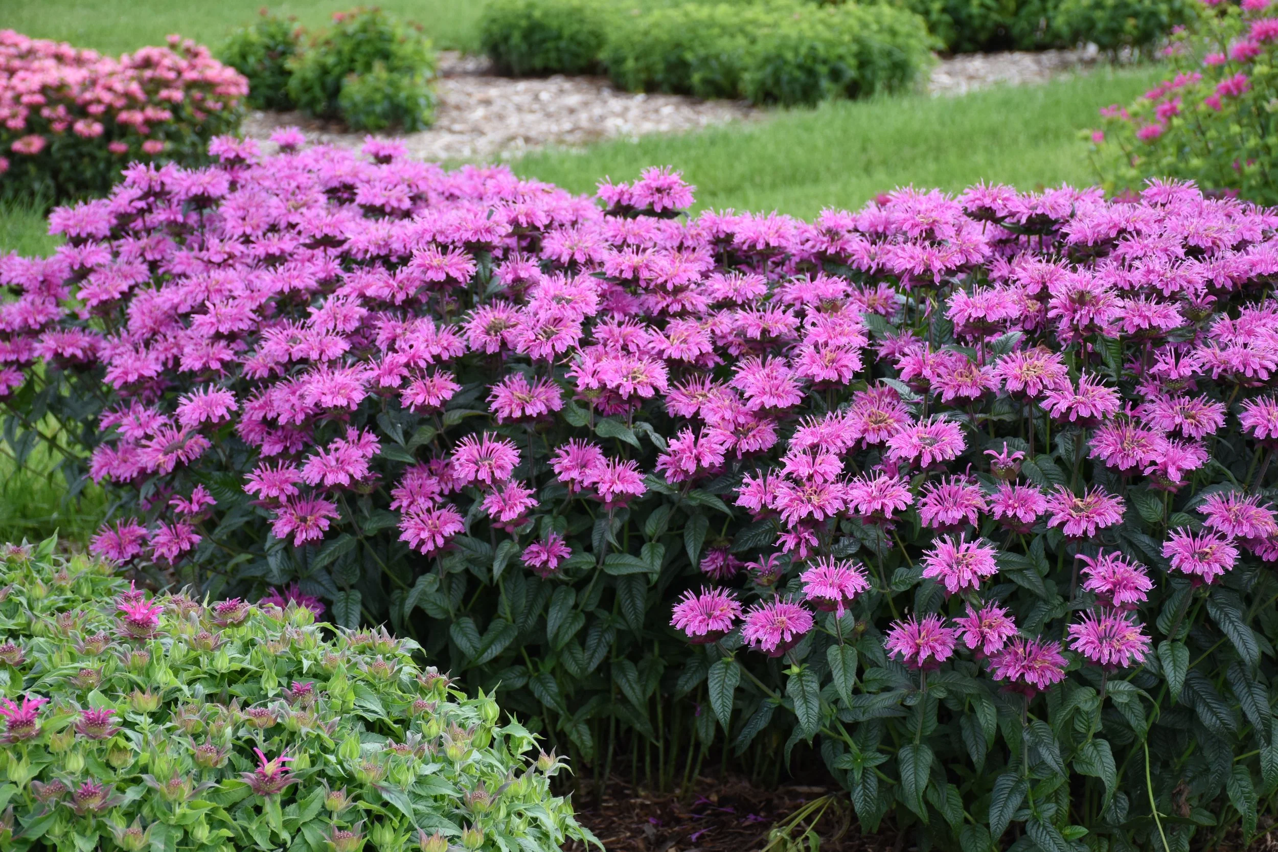 monarda_lavender_taffeta_cjw19_2.jpg