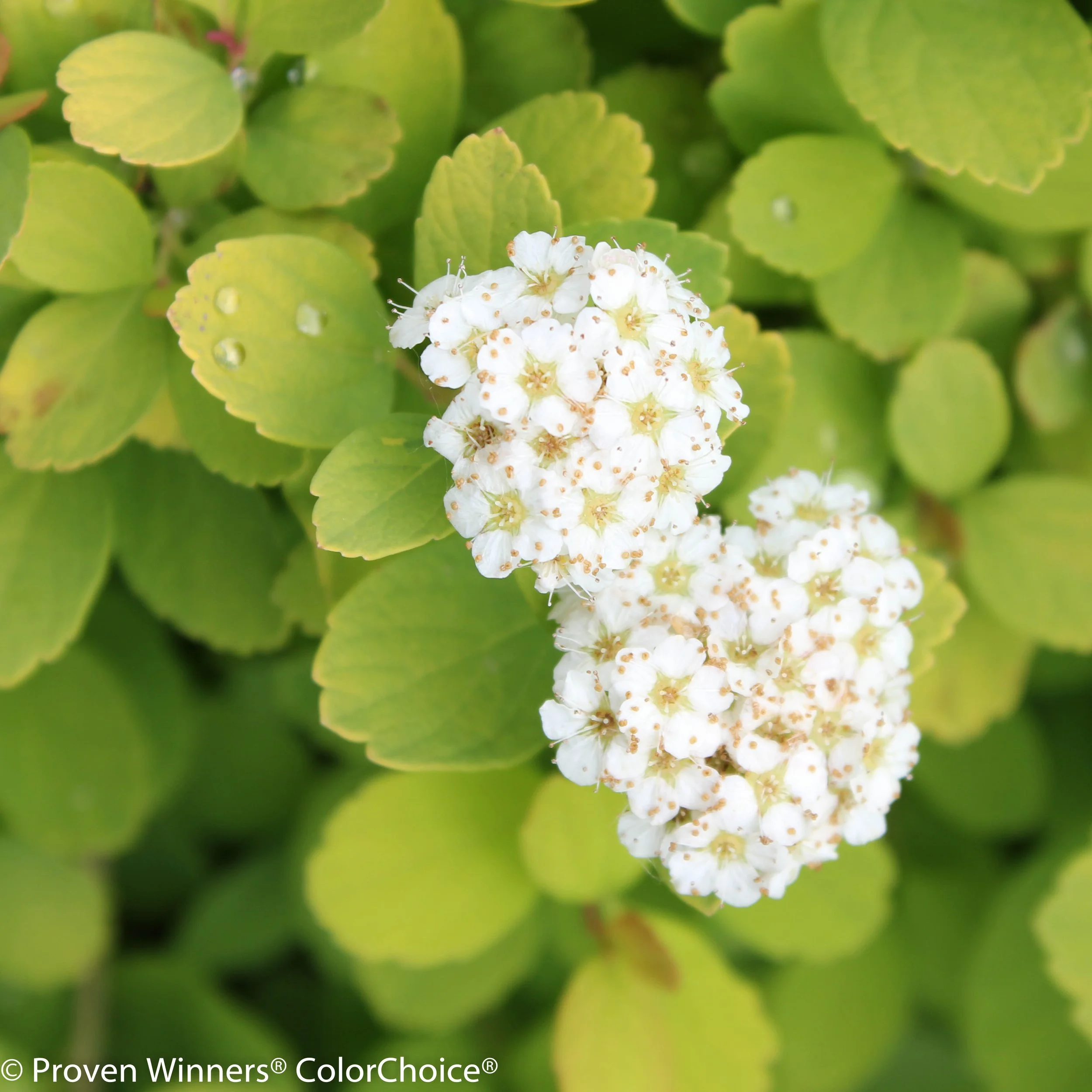 glow_girl_spirea-5811.jpg