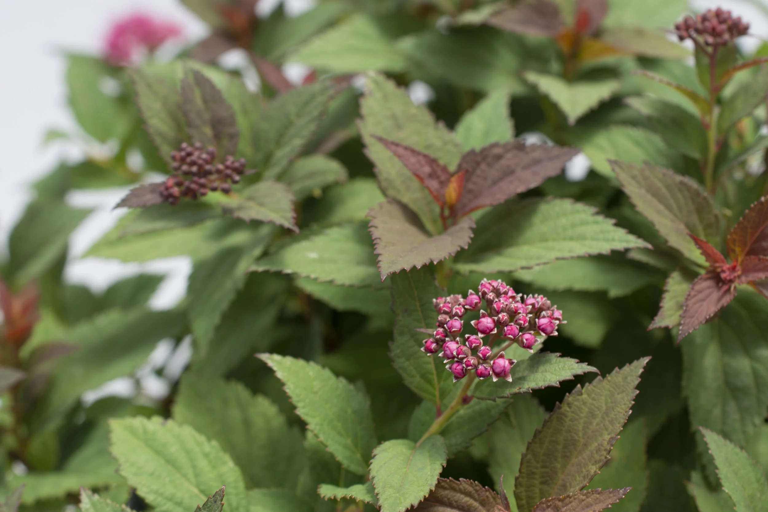 Spiraea_Empire_IceDragon_Foliage.jpg