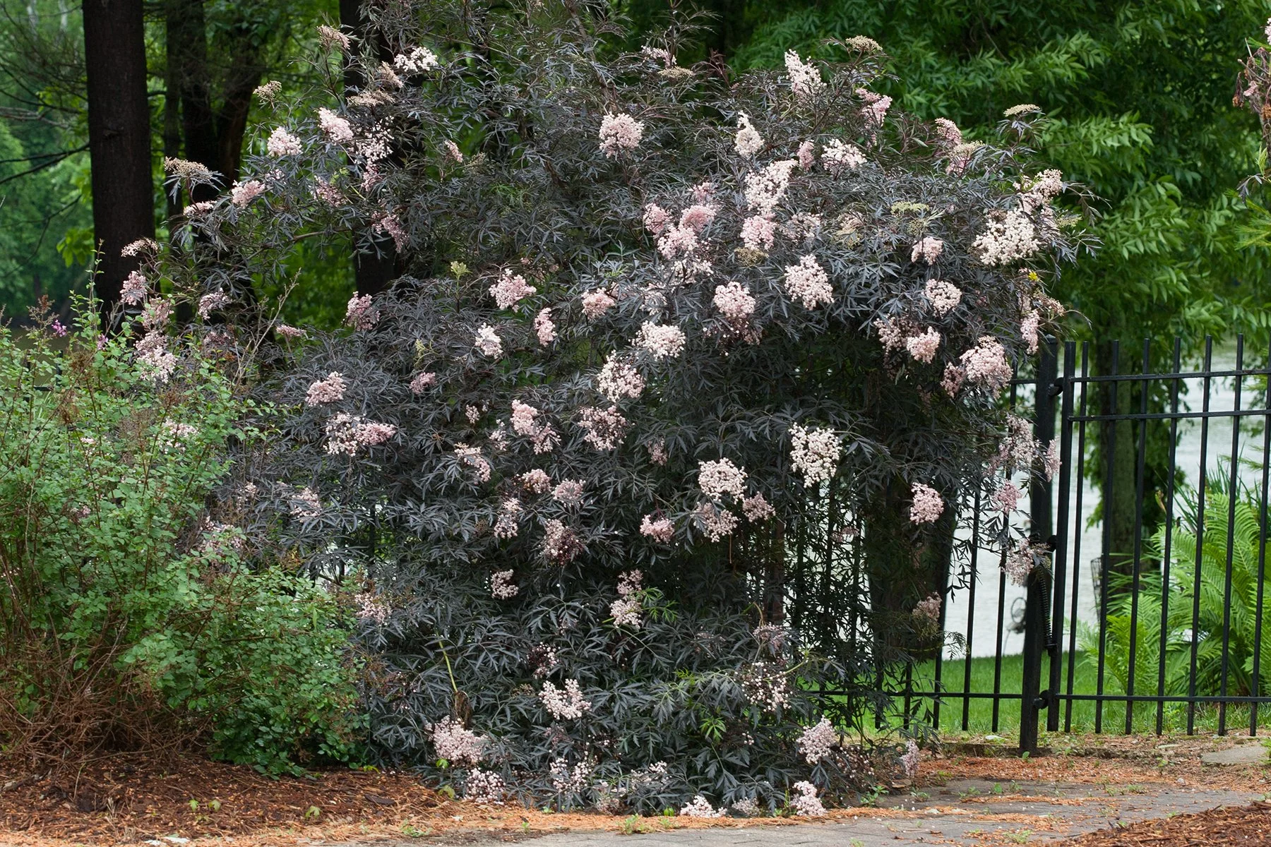 sambucus_black_lace_img_9465c.jpg