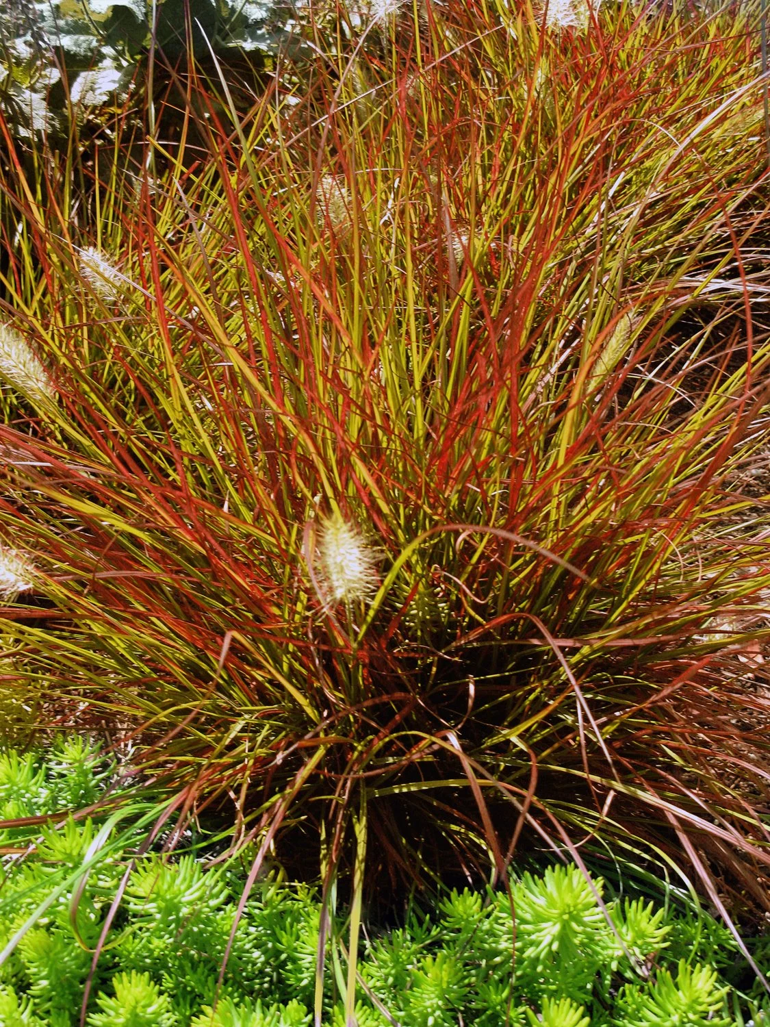 Pennisetum alopecuroides 'Burgundy Bunny'