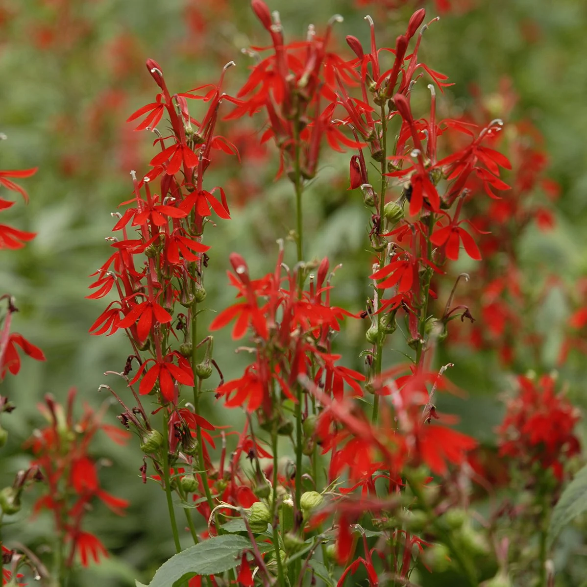Lobelia cardinalis 0000 high res.jpg