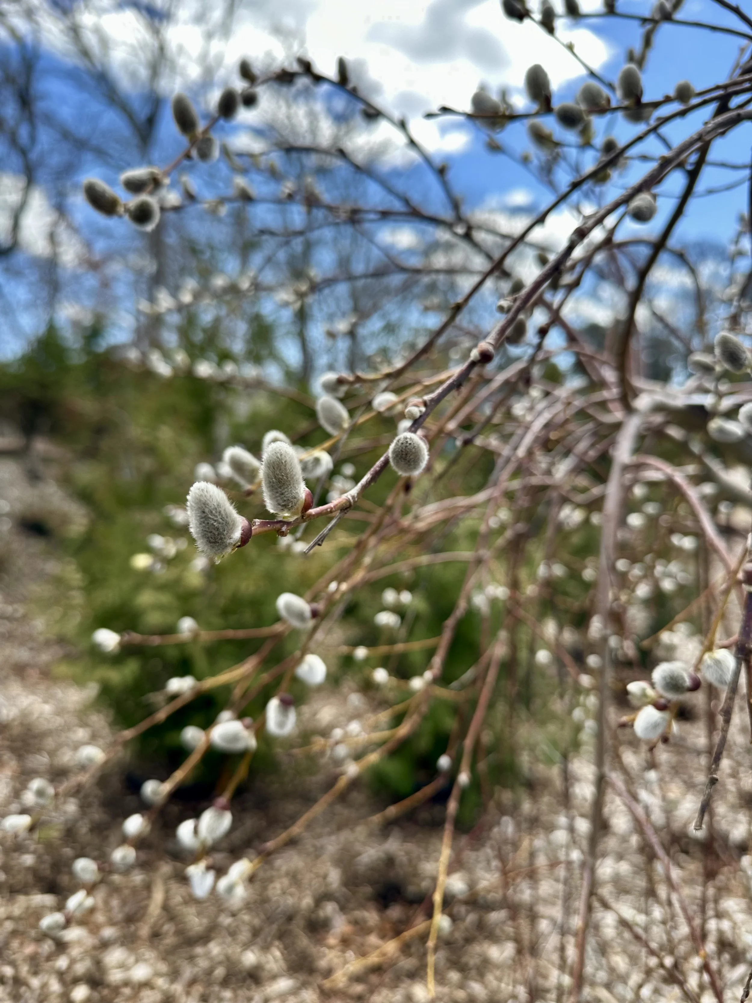 IMG_1103.jpeg