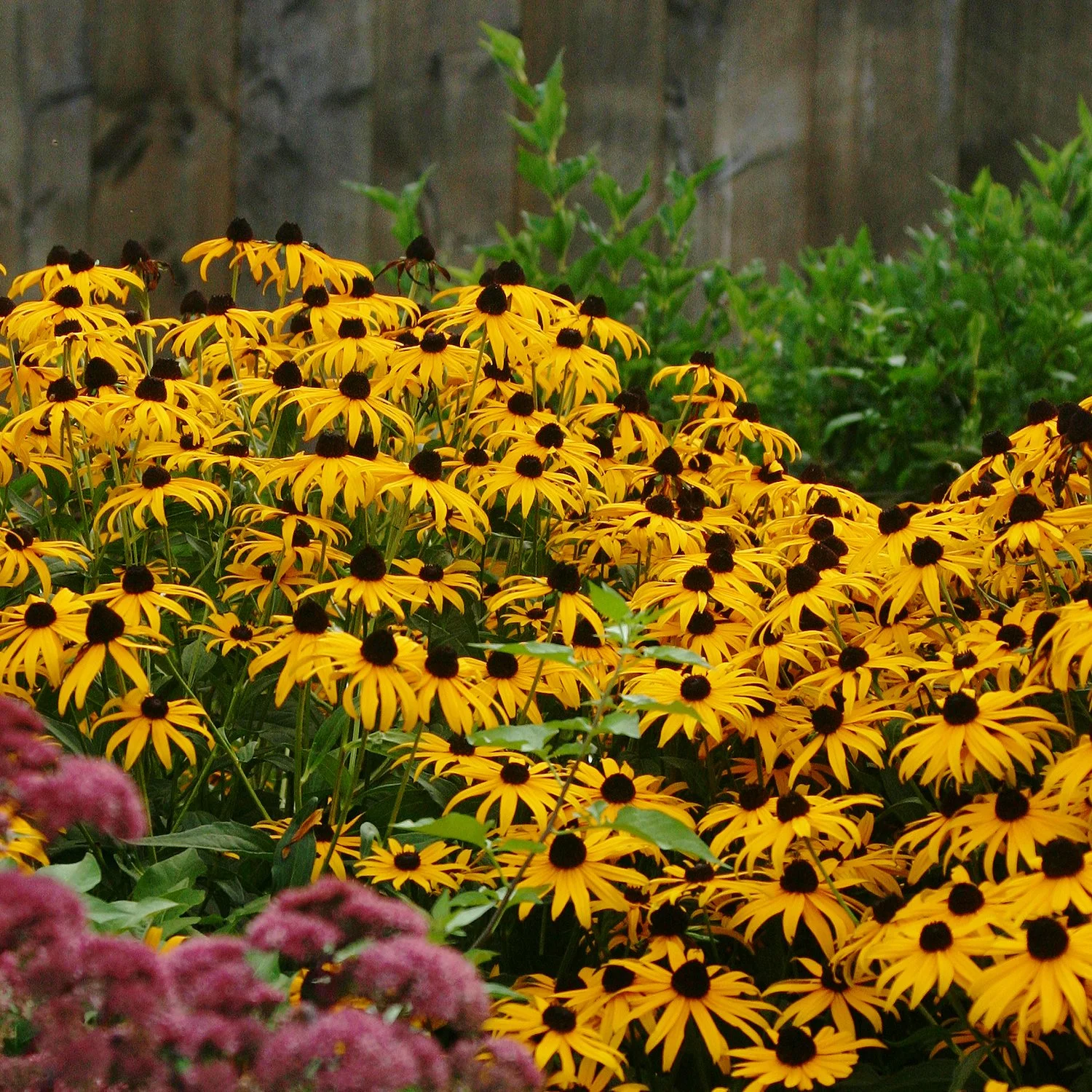 Rudbeckia fulgida var. sullivantii 'Goldsturm'