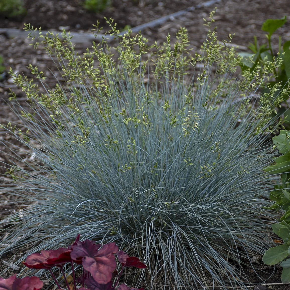 Festuca glauca 'Blue Whiskers' PP29200 0002 high res.jpg