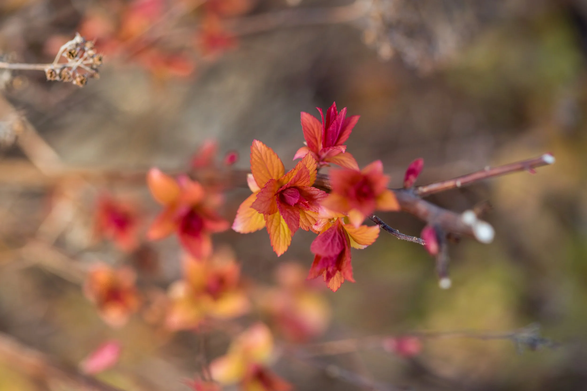 SpiraeaLittleSpark-044-12640.jpg