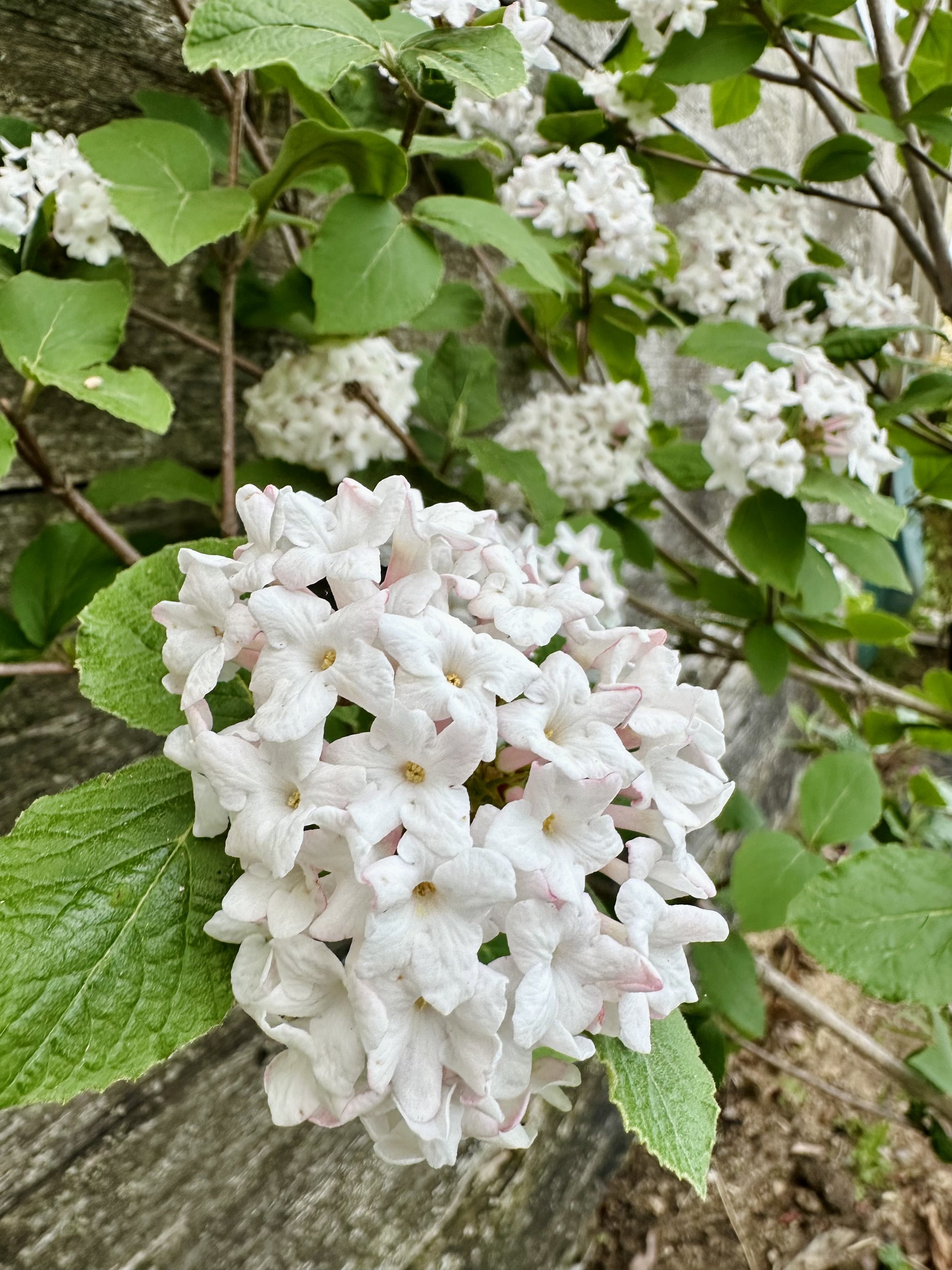 IMG_5429.jpeg