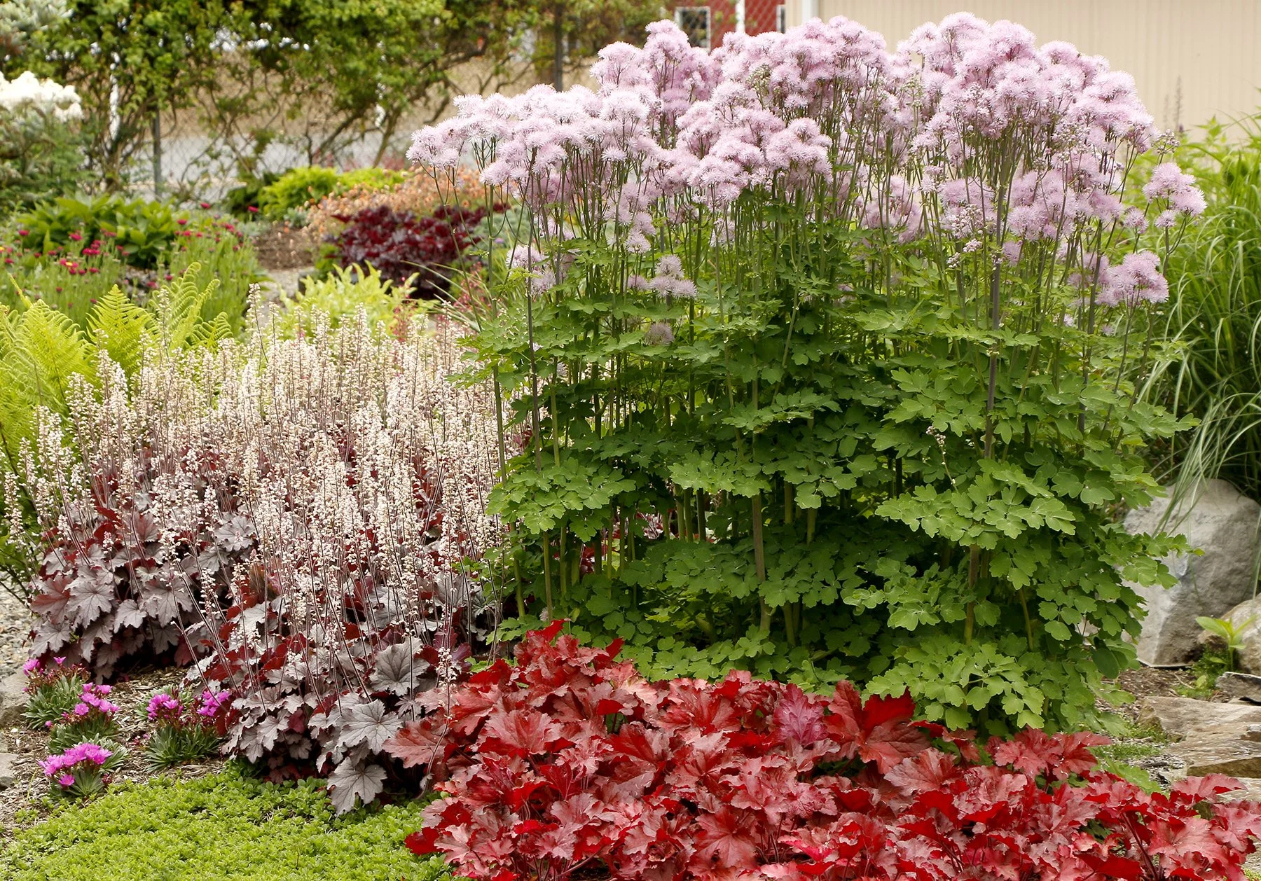 Thalictrum-Nimbus-Pink-3.jpg