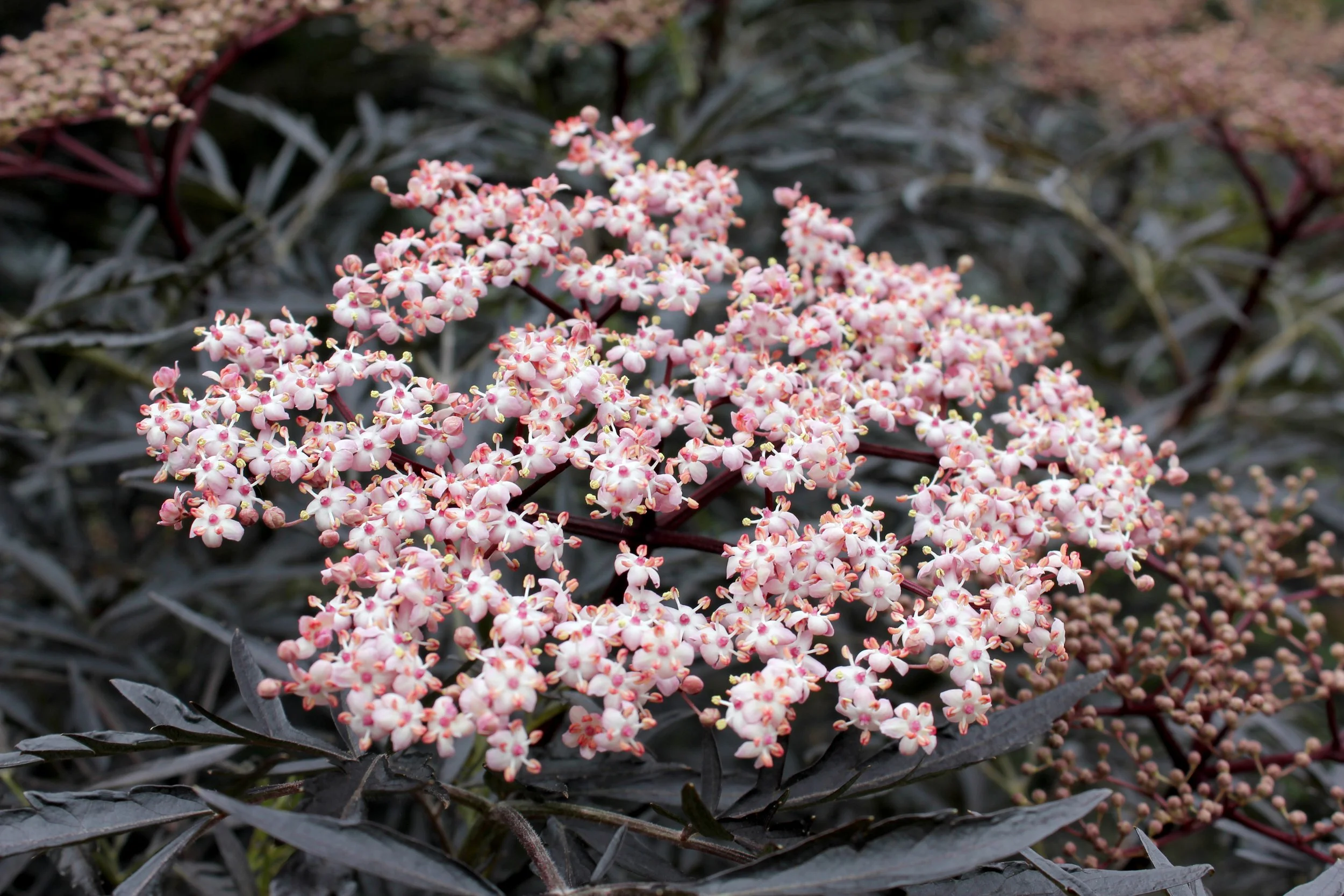 sambucus_black_lace_img_5921.jpg