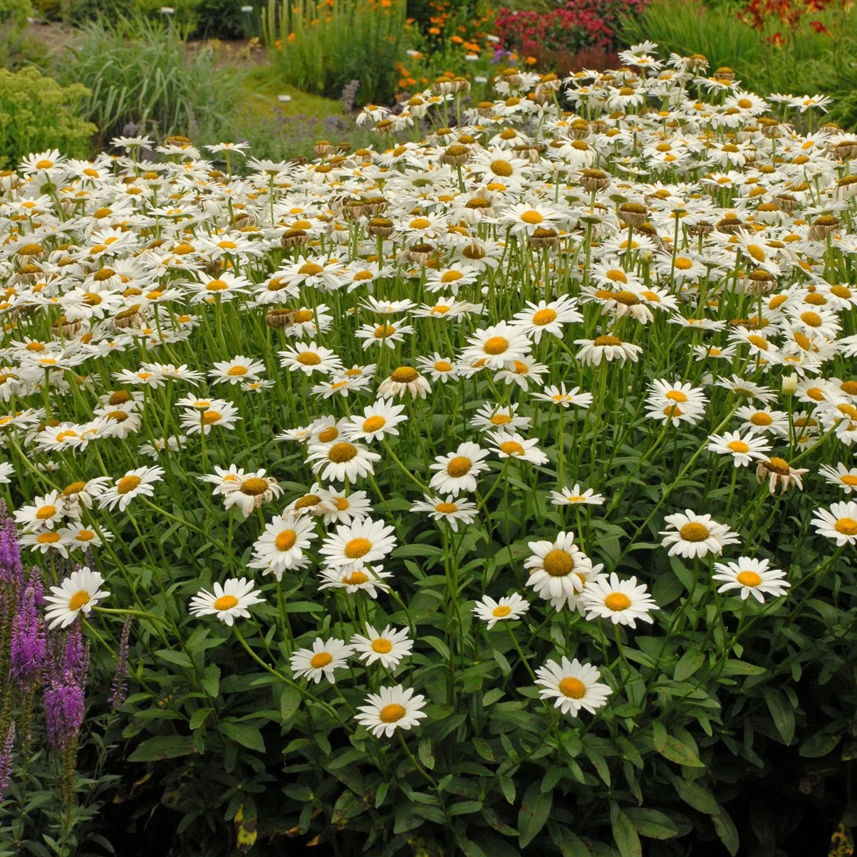 Leucanthemum superbum 'Becky' 0001 high res.jpg