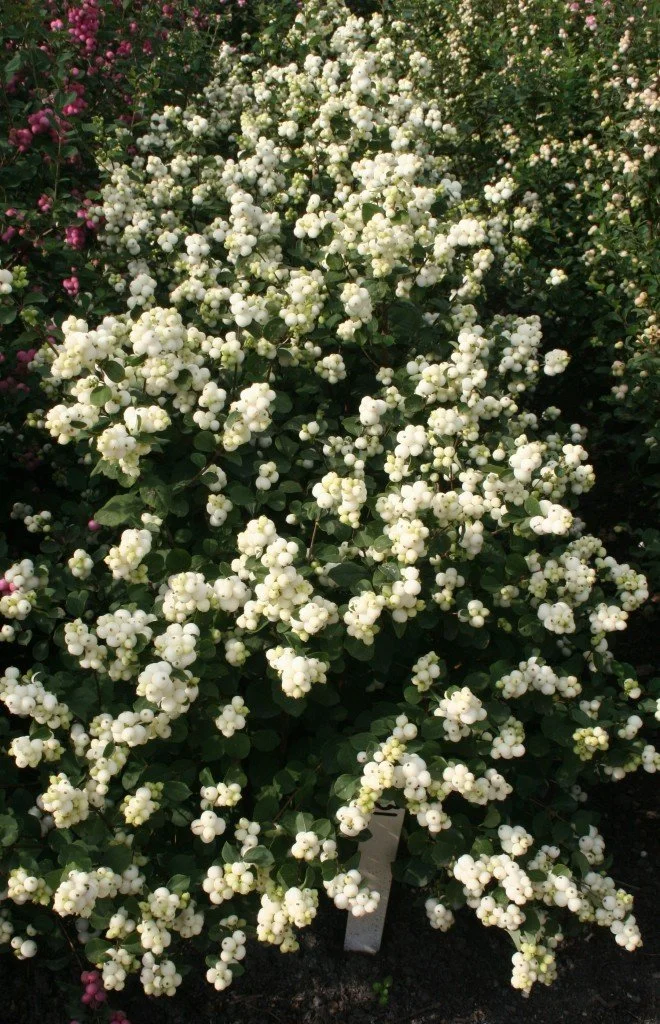 sym-magical-avalanche-0006.jpg