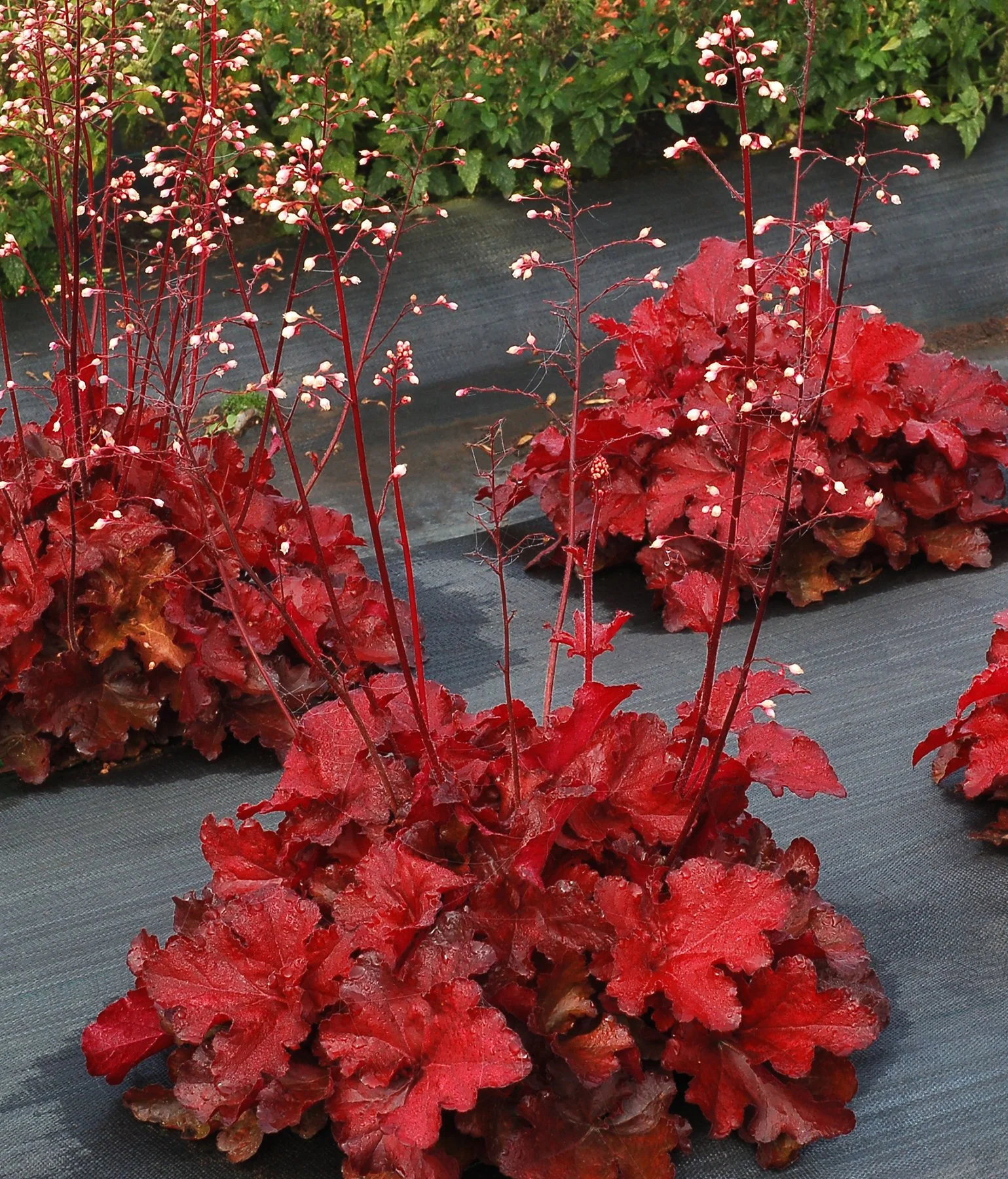 Heuchera-Forever-Red-1.jpg