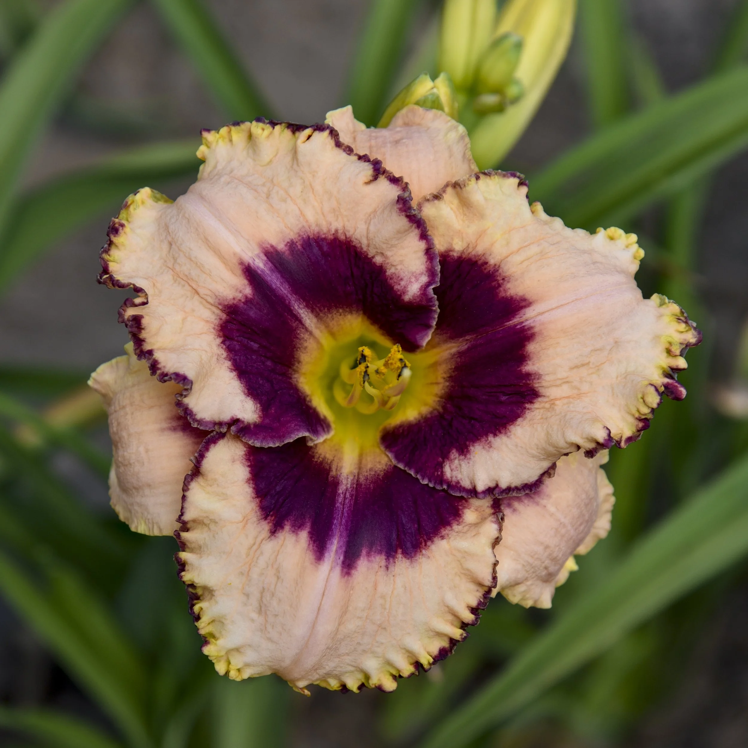 Hemerocallis 'Daring Deception'