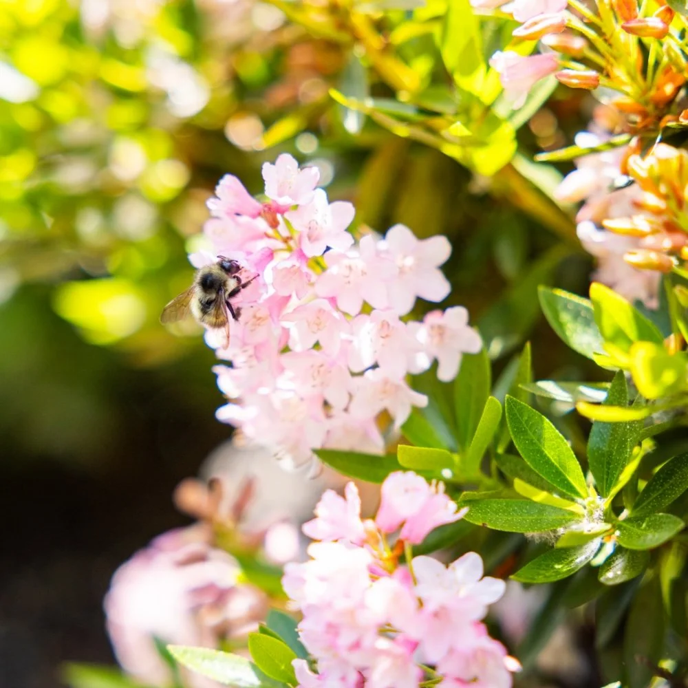 Rhododendron hirsutum x micrantha Bloombux® Blush
