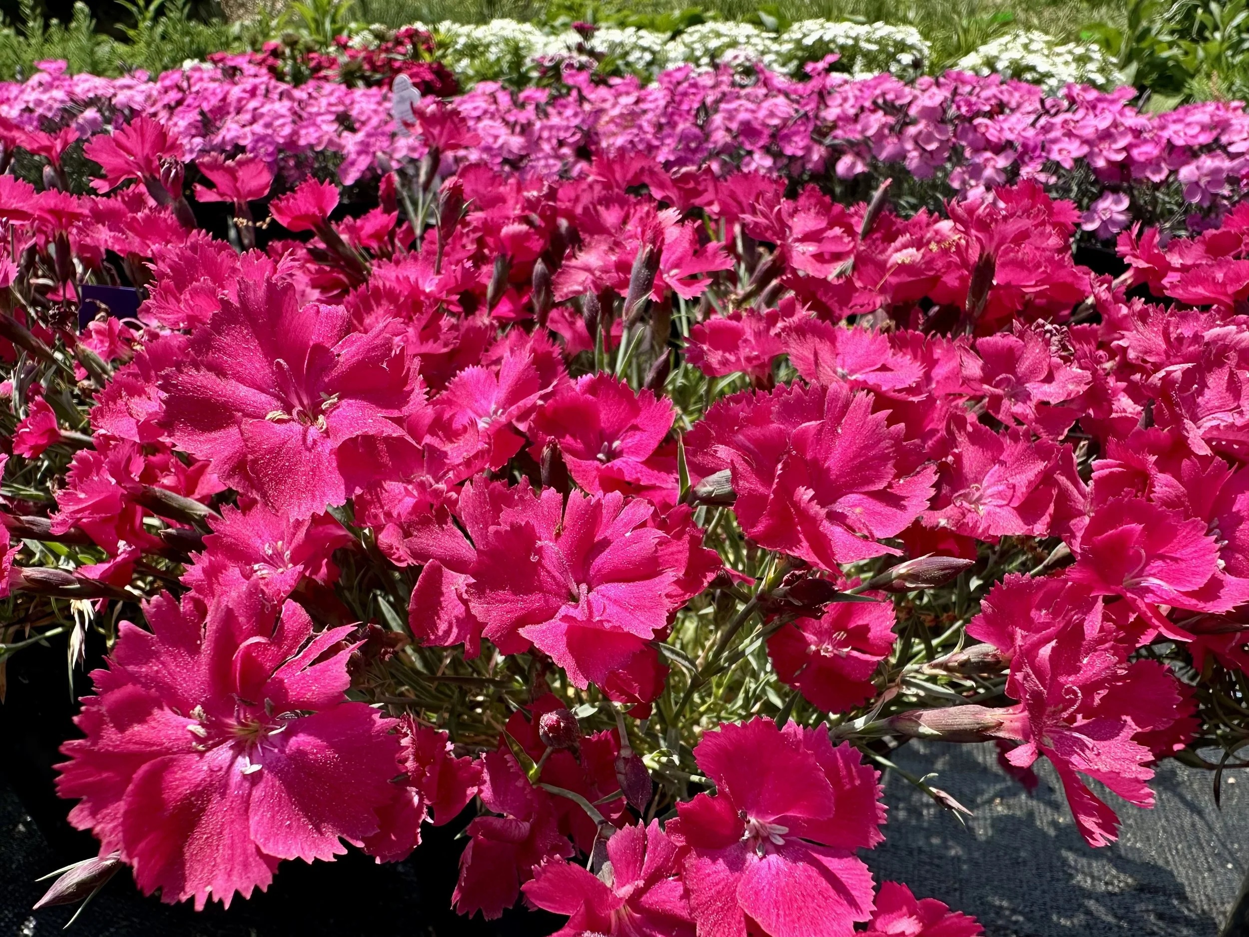 Dianthus 'Neon Star'