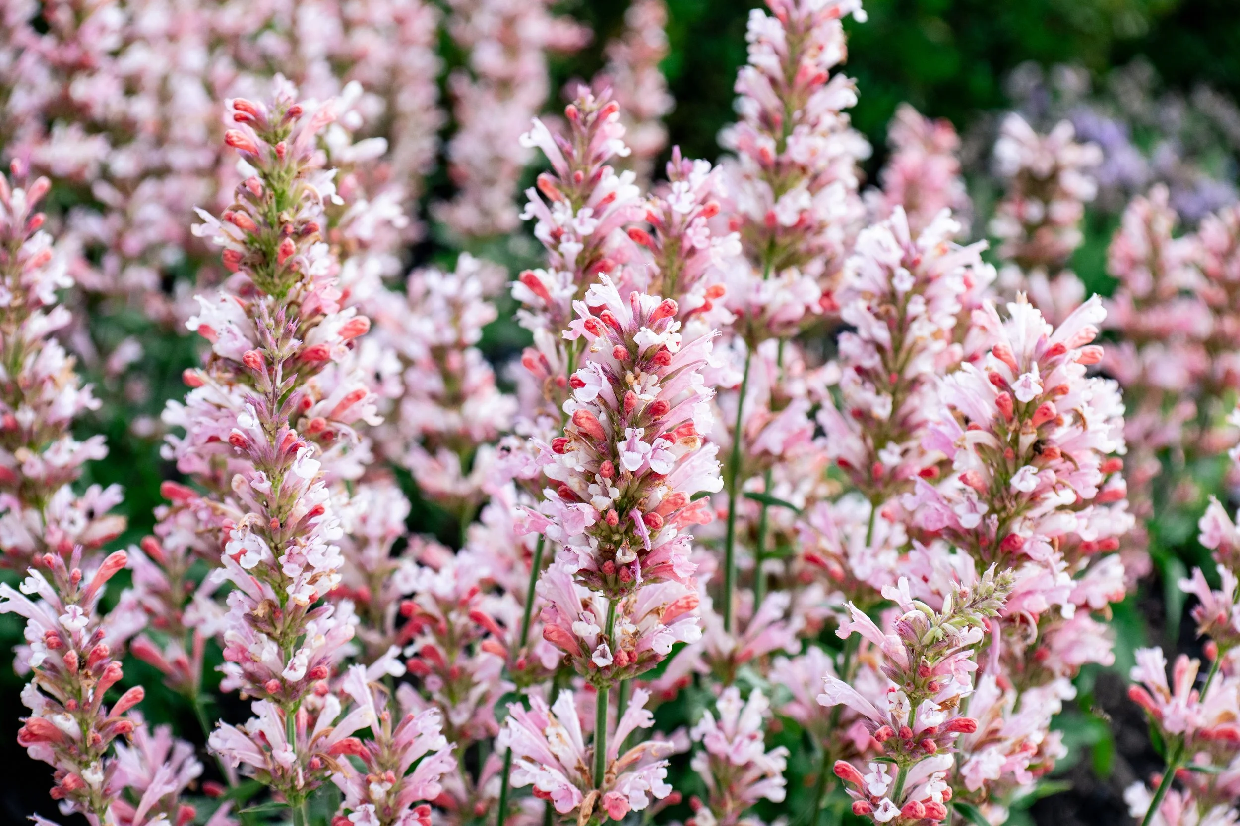 Agastache x 'Pink Pearl'