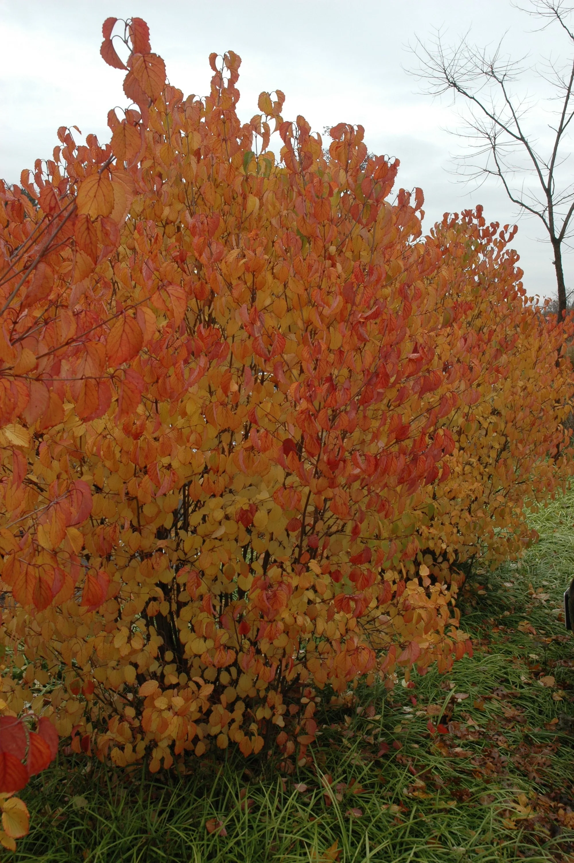 vib-autumn-jazz-0003.jpg