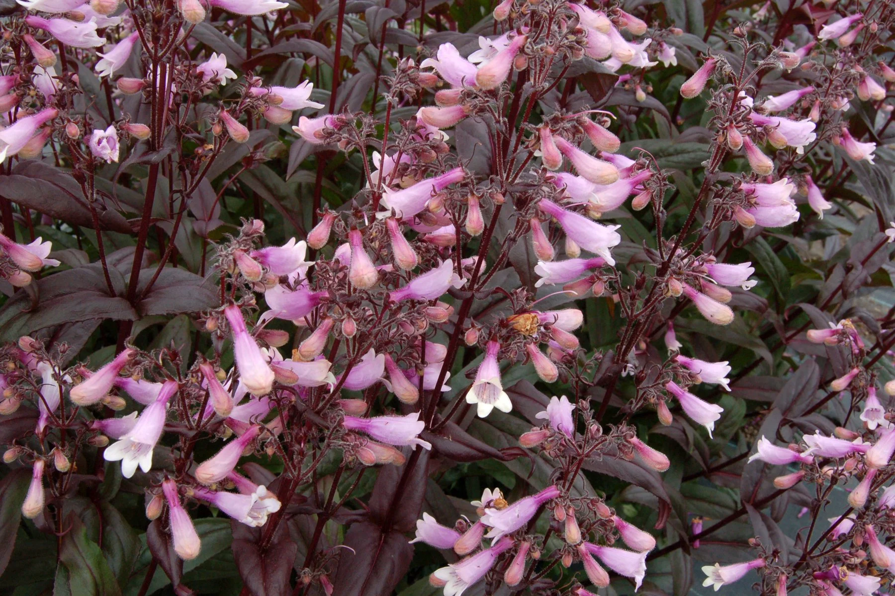 Penstemon-Dark-Towers-2.jpg